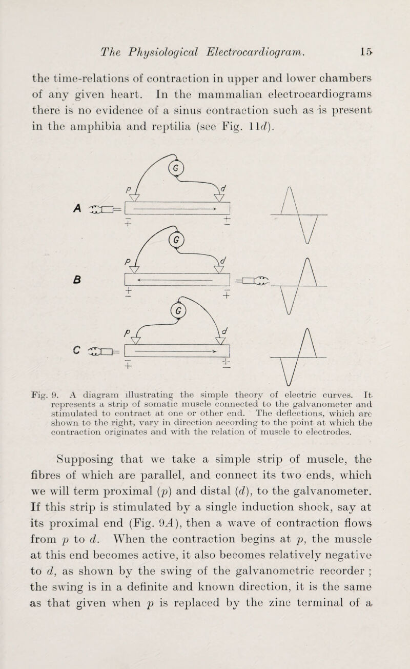 the time-relations of contraction in upper and lower chambers of any given heart. In the mammalian electrocardiograms there is no evidence of a sinus contraction such as is present in the amphibia and reptilia (see Fig. 1 lc^). Fig. 9. A diagram illustrating the simple theory of electric curves. It represents a strip of somatic muscle connected to the galvanometer and stimulated to contract at one or other end. The deflections, which arc shown to the right, vary in direction according to the point at which the contraction originates and with the relation of muscle to electrodes. Supposing that we take a simple strip of muscle, the fibres of which are parallel, and connect its two ends, which we will term proximal (p) and distal (d), to the galvanometer. If this strip is stimulated by a single induction shock, say at its proximal end (Fig. fh4), then a wave of contraction flows from p to d. When the contraction begins at p, the muscle at this end becomes active, it also becomes relatively negative to d, as shown by the swing of the galvanometric recorder ; the swing is in a definite and known direction, it is the same as that given when p is replaced by the zinc terminal of a