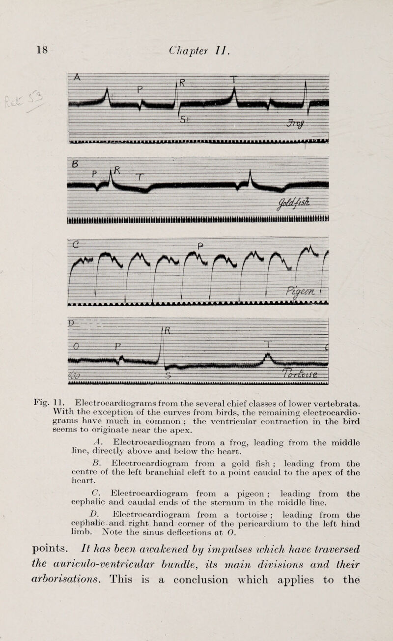 Fig. 11. Electrocardiograms from the several chief classes of lower vertebrata. With the exception of the curves from birds, the remaining electrocardio¬ grams have much in common ; the ventricular contraction in the bird seems to originate near the apex. A. Electrocardiogram from a frog, leading from the middle line, directly above and below the heart. B. Electrocardiogram from a gold fish ; leading from the centre of the left branchial cleft to a point caudal to the apex of the heart. C. Electrocardiogram from a pigeon ; leading from the cephalic and caudal ends of the sternum in the middle line. D. Electrocardiogram from a tortoise ; leading from the cephalic-and right hand corner of the pericardium to the left hind limb. Note the sinus deflections at O. points. It has been awakened by impulses which have traversed the auriculo-ventricular bundle, its main divisions and their arborisations. This is a conclusion which applies to the