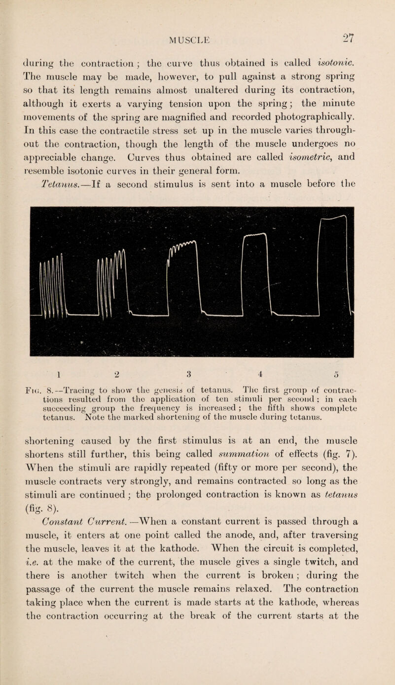 during the contraction ; the curve thus obtained is called isotonic. The muscle may be made, however, to pull against a strong spring so that its length remains almost unaltered during its contraction, although it exerts a varying tension upon the spring; the minute movements of the spring are magnified and recorded photographically. In this case the contractile stress set up in the muscle varies through¬ out the contraction, though the length of the muscle undergoes no appreciable change. Curves thus obtained are called isometric, and resemble isotonic curves in their general form. Tetanus.—If a second stimulus is sent into a muscle before the 1 2 3 4 5 Fm. 8.—Tracing to show the genesis of tetanus. The first group of contrac¬ tions resulted from the application of ten stimuli per second; in each succeeding group the frequency is increased ; the fifth shows complete tetanus. Note the marked shortening of the muscle during tetanus. shortening caused by the first stimulus is at an end, the muscle shortens still further, this being called summation of effects (fig. 7). When the stimuli are rapidly repeated (fifty or more per second), the muscle contracts very strongly, and remains contracted so long as the stimuli are continued; the prolonged contraction is known as tetanus (% 8). Constant Current. —When a constant current is passed through a muscle, it enters at one point called the anode, and, after traversing the muscle, leaves it at the kathode. When the circuit is completed, i.e. at the make of the current, the muscle gives a single twitch, and there is another twitch when the current is broken; during the passage of the current the muscle remains relaxed. The contraction taking place when the current is made starts at the kathode, whereas the contraction occurring at the break of the current starts at the