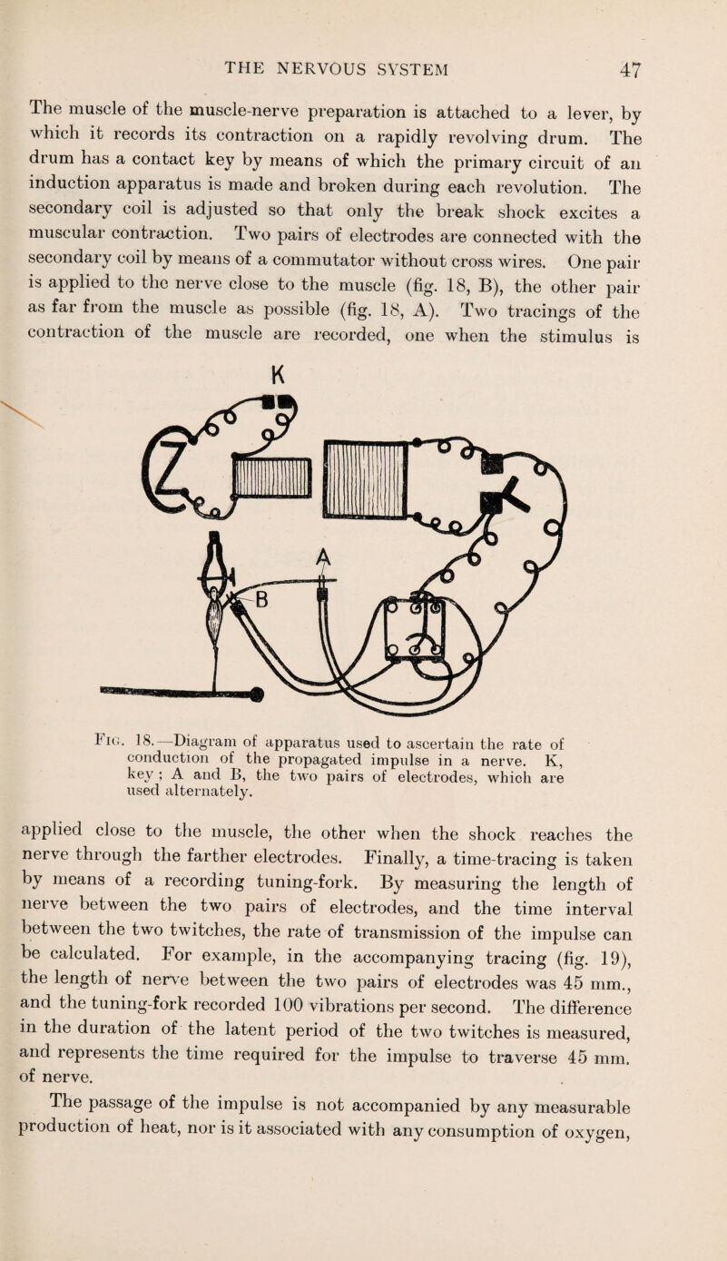 The muscle of the muscle-nerve preparation is attached to a lever, by which it records its contraction on a rapidly revolving drum. The drum has a contact key by means of which the primary circuit of an induction apparatus is made and broken during each revolution. The secondary coil is adjusted so that only the break shock excites a muscular contraction. Two pairs of electrodes are connected with the secondary coil by means of a commutator without cross wires. One pair is applied to the nerve close to the muscle (fig. 18, B), the other pair as far from the muscle as possible (fig. 18, A). Two tracings of the contraction of the muscle are recorded, one when the stimulus is t ig. 18. Diagram of apparatus used to ascertain the rate of conduction of the propagated impulse in a nerve. K, key ; A and B, the two pairs of electrodes, which are used alternately. applied close to the muscle, the other when the shock reaches the nerve through the farther electrodes. Finally, a time-tracing is taken by means of a recording tuning-fork. By measuring the length of nerve between the two pairs of electrodes, and the time interval between the two twitches, the rate of transmission of the impulse can be calculated. For example, in the accompanying tracing (fig. 19), the length of nerve between the two pairs of electrodes was 45 mm., and the tuning-fork recorded 100 vibrations per second. The difference in the duration of the latent period of the two twitches is measured, and represents the time required for the impulse to traverse 45 mm. of nerve. The passage of the impulse is not accompanied by any measurable production of heat, nor is it associated with any consumption of oxygen,