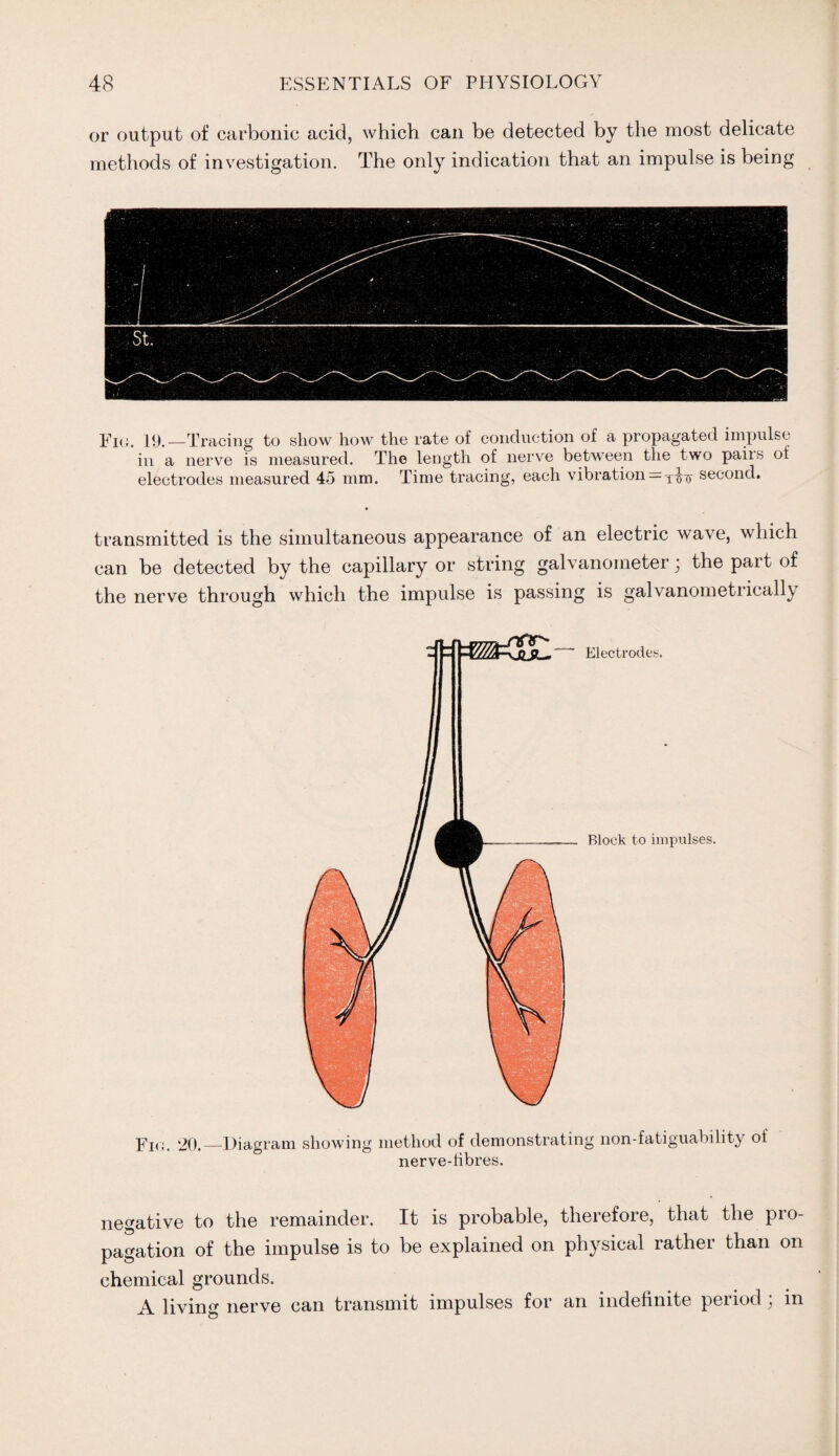 or output of carbonic acid, which can be detected by the most delicate methods of investigation. The only indication that an impulse is being Fk;. 19.—Tracing to show how the rate of conduction of a propagated impulse in a nerve is measured. The length of nerve between the two paiis of electrodes measured 45 mm. Time tracing, each vibration^ttto second. transmitted is the simultaneous appearance of an electric wave, which can be detected by the capillary or string galvanometer; the part of the nerve through which the impulse is passing is galvanometrically Electrodes. Block to impulses. Fig. 20.—Diagram showing method of demonstrating non-fatiguability of nerve-fibres. negative to the remainder. It is probable, therefore, that the pro¬ pagation of the impulse is to be explained on physical rather than on chemical grounds. A living nerve can transmit impulses for an indefinite period ; in