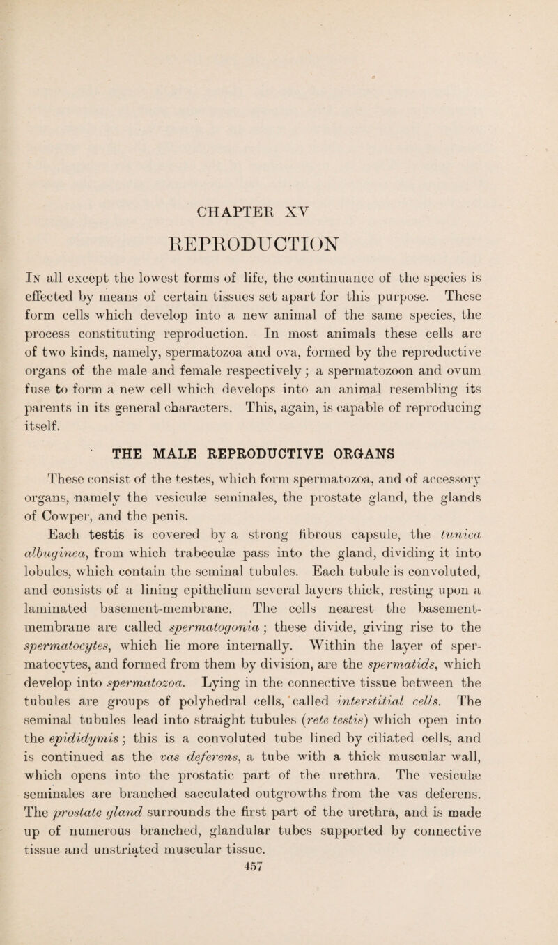 CHAPTER XV REPRODUCTION In all except the lowest forms of life, the continuance of the species is effected by means of certain tissues set apart for this purpose. These form cells which develop into a new animal of the same species, the process constituting reproduction. In most animals these cells are of two kinds, namely, spermatozoa and ova, formed by the reproductive organs of the male and female respectively; a spermatozoon and ovum fuse to form a new cell which develops into an animal resembling its parents in its general characters. This, again, is capable of reproducing itself. THE MALE REPRODUCTIVE ORGANS These consist of the testes, which form spermatozoa, and of accessor}’ organs, namely the vesiculse seminales, the prostate gland, the glands of Cowper, and the penis. Each testis is covered by a strong fibrous capsule, the tunica albuginea, from which trabeculae pass into the gland, dividing it into lobules, which contain the seminal tubules. Each tubule is convoluted, and consists of a lining epithelium several layers thick, resting upon a laminated basement-membrane. The cells nearest the basement- membrane are called spermatogonia; these divide, giving rise to the spermatocytes, which lie more internally. Within the layer of sper¬ matocytes, and formed from them by division, are the spermatids, which develop into spermatozoa. Lying in the connective tissue between the tubules are groups of polyhedral cells, called interstitial cells. The seminal tubules lead into straight tubules (rete testis) which open into the epididymis; this is a convoluted tube lined by ciliated cells, and is continued as the vas deferens, a tube with a thick muscular wall, which opens into the prostatic part of the urethra. The vesicuke seminales are branched sacculated outgrowths from the vas deferens. The prostate gland surrounds the first part of the urethra, and is made up of numerous branched, glandular tubes supported by connective tissue and unstriated muscular tissue. 157