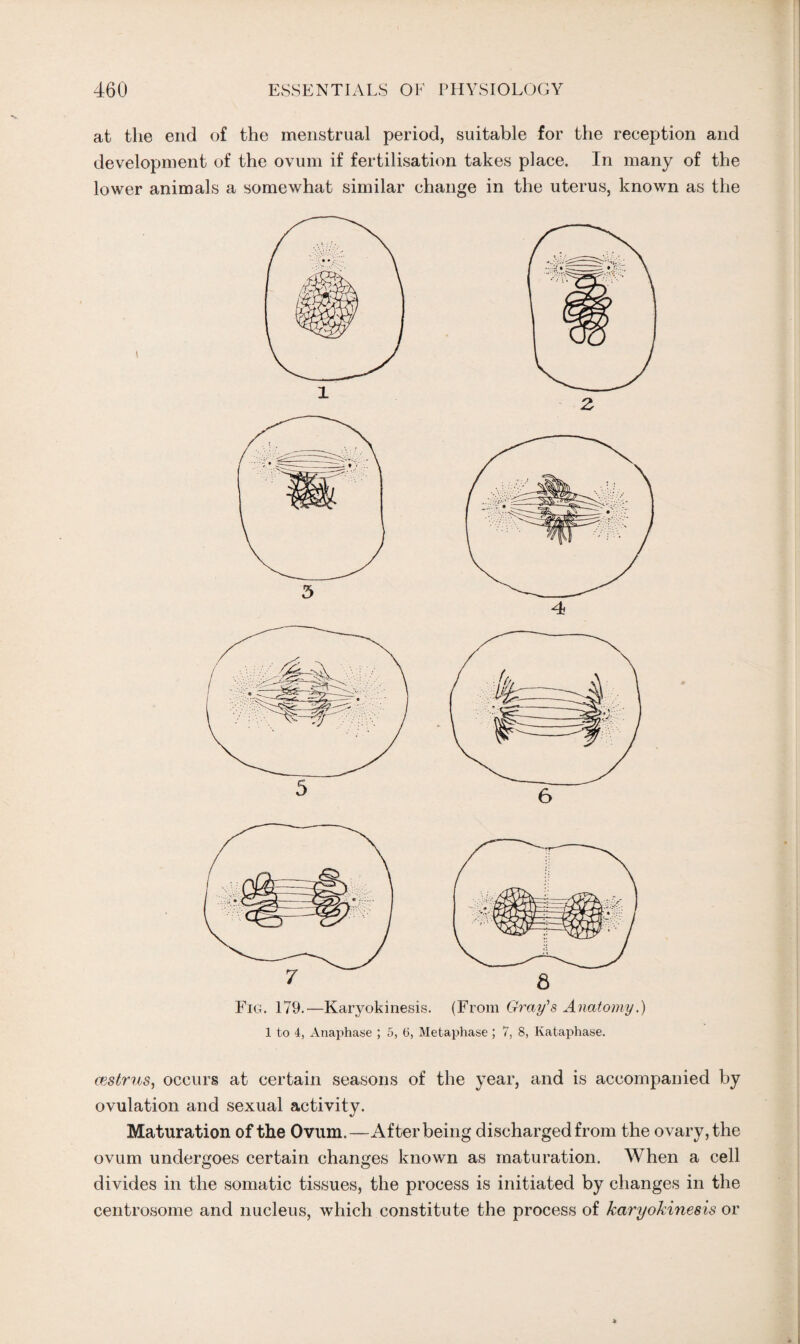 at the end of the menstrual period, suitable for the reception and development of the ovum if fertilisation takes place. In many of the lower animals a somewhat similar change in the uterus, known as the Fig. 179.—Karyokinesis. (From Gray's Anatomy.) 1 to 4, Anaphase ; 5, 6, Metaphase ; 7, 8, lvataphase. cestrus, occurs at certain seasons of the year, and is accompanied by ovulation and sexual activity. Maturation of the Ovum.—After being discharged from the ovary, the ovum undergoes certain changes known as maturation. When a cell divides in the somatic tissues, the process is initiated by changes in the centrosome and nucleus, which constitute the process of karyokinesis or
