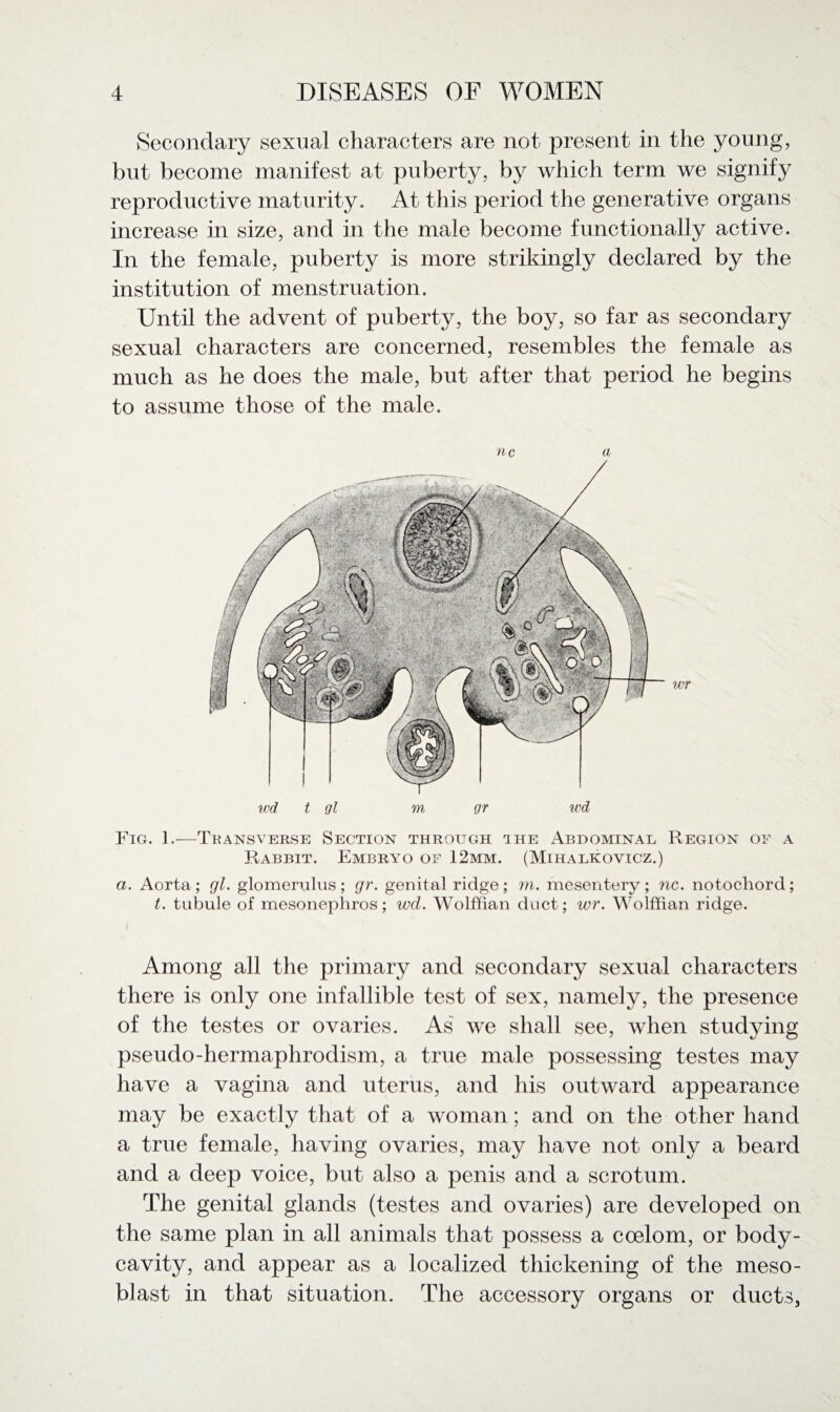 Secondary sexual characters are not present in the young, but become manifest at puberty, by which term we signify reproductive maturity. At this period the generative organs increase in size, and in the male become functionally active. In the female, puberty is more strikingly declared by the institution of menstruation. Until the advent of puberty, the boy, so far as secondary sexual characters are concerned, resembles the female as much as he does the male, but after that period he begins to assume those of the male. nc a wr Fig. 1.—Transverse Section through the Abdominal Region oe a Rabbit. Embryo of 12mm. (Mihalkovicz.) a. Aorta; gl. glomerulus; gr. genital ridge; m. mesentery; nc. notochord; t. tubule of mesonephros; wd. Wolffian duct; wr. Wolffian ridge. Among all the primary and secondary sexual characters there is only one infallible test of sex, namely, the presence of the testes or ovaries. As' we shall see, when studying pseudo-hermaphrodism, a true male possessing testes may have a vagina and uterus, and his outward appearance may be exactly that of a woman; and on the other hand a true female, having ovaries, may have not only a beard and a deep voice, but also a penis and a scrotum. The genital glands (testes and ovaries) are developed on the same plan in all animals that possess a coelom, or body- cavity, and appear as a localized thickening of the meso- blast in that situation. The accessory organs or ducts.