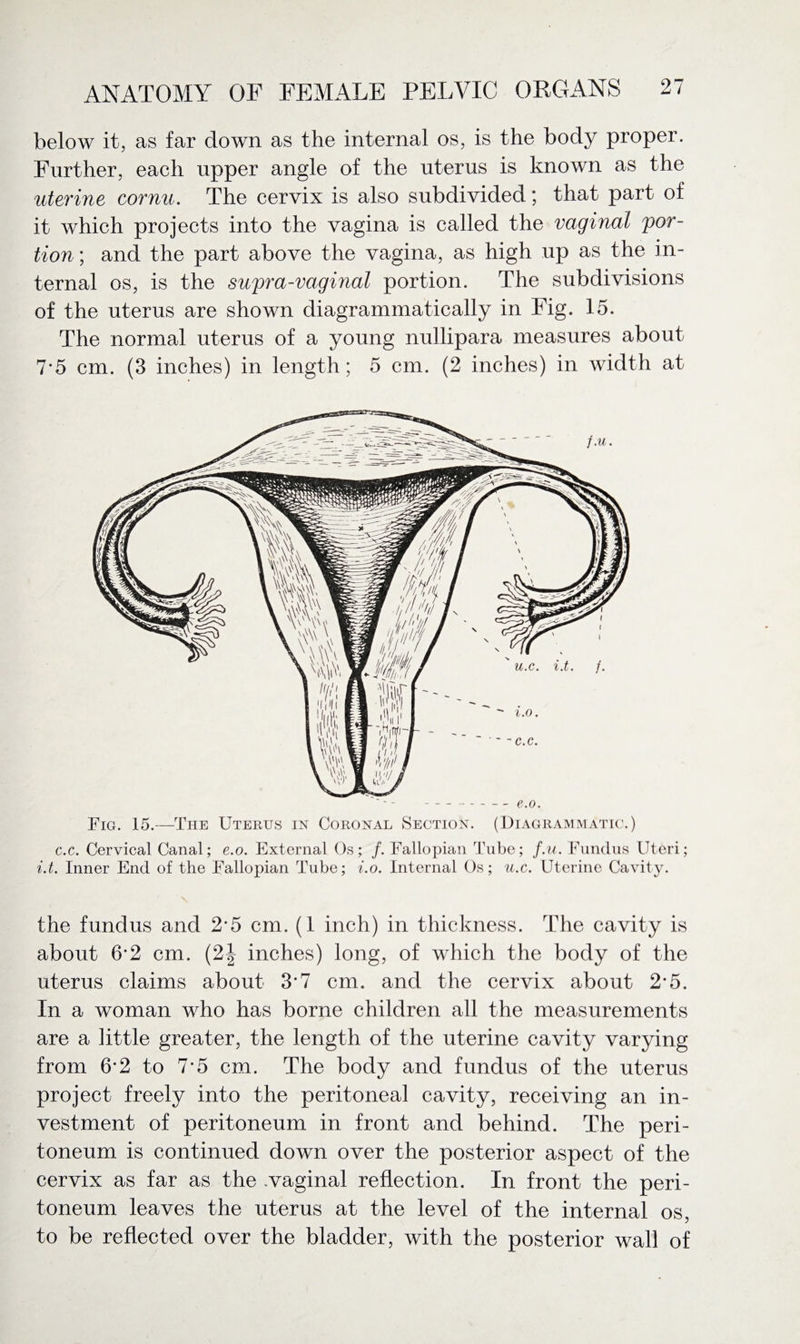 below it, as far down as the internal os, is the body proper. Further, each upper angle of the uterus is known as the uterine cornu. The cervix is also subdivided; that part of it which projects into the vagina is called the vaginal por¬ tion; and the part above the vagina, as high up as the in¬ ternal os, is the supra-vaginal portion. The subdivisions of the uterus are shown diagrammatically in Fig. 15. The normal uterus of a young nullipara measures about 7*5 cm. (3 inches) in length; 5 cm. (2 inches) in width at Fig. 15.—The Uterus in Coronal Section. (Diagrammatic.) c.c. Cervical Canal; e.o. External Os; /.Fallopian Tube; f.u. Fundus Uteri; i.t. Inner End of the Fallopian Tube; i.o. Internal Os; u.c. Uterine Cavity. the fundus and 2*5 cm. (1 inch) in thickness. The cavity is about 6*2 cm. (2| inches) long, of which the body of the uterus claims about 3’7 cm. and the cervix about 2-5. In a woman who has borne children all the measurements are a little greater, the length of the uterine cavity varying from 6*2 to 7*5 cm. The body and fundus of the uterus project freely into the peritoneal cavity, receiving an in¬ vestment of peritoneum in front and behind. The peri¬ toneum is continued down over the posterior aspect of the cervix as far as the vaginal reflection. In front the peri¬ toneum leaves the uterus at the level of the internal os, to be reflected over the bladder, with the posterior wall of