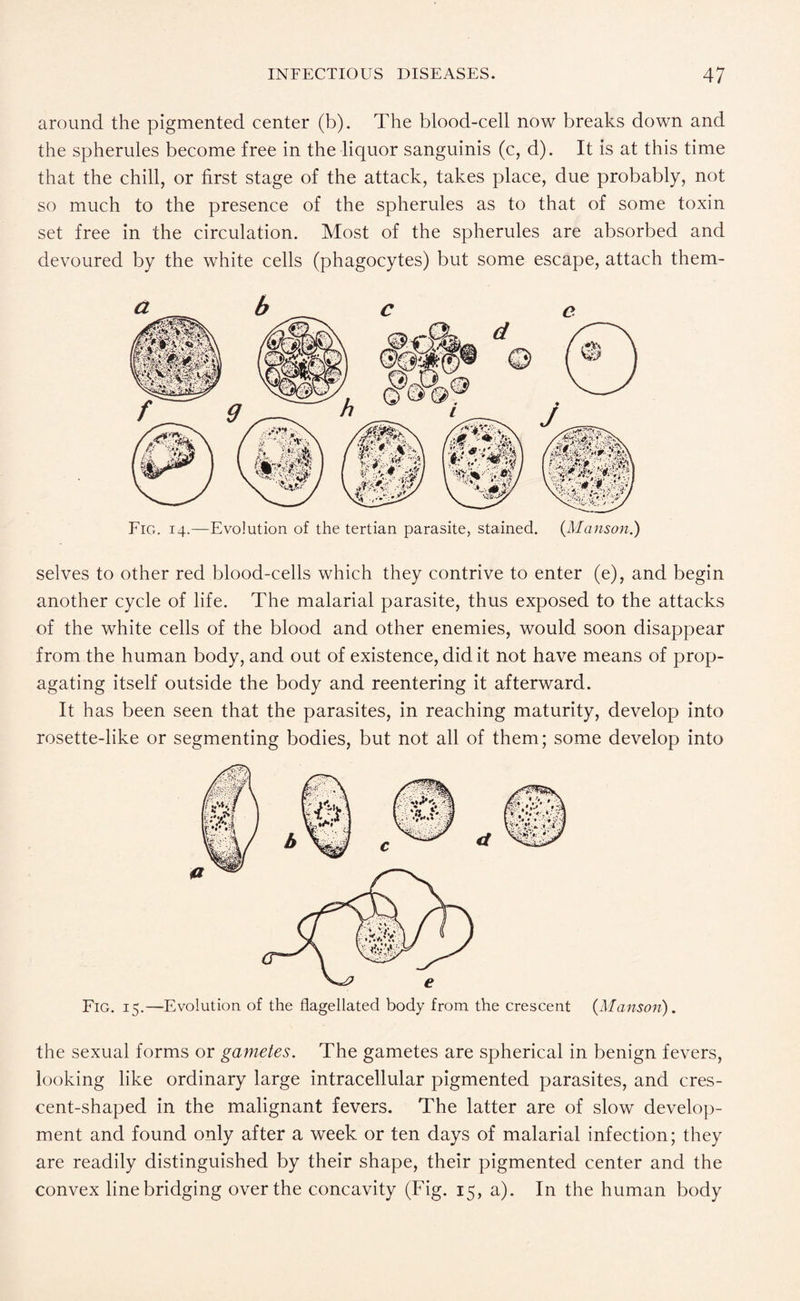 around the pigmented center (b). The blood-cell now breaks down and the spherules become free in the liquor sanguinis (c, d). It is at this time that the chill, or first stage of the attack, takes place, due probably, not so much to the presence of the spherules as to that of some toxin set free in the circulation. Most of the spherules are absorbed and devoured by the white cells (phagocytes) but some escape, attach them- Fig. 14.—Evolution of the tertian parasite, stained. (Manson.) selves to other red blood-cells which they contrive to enter (e), and begin another cycle of life. The malarial parasite, thus exposed to the attacks of the white cells of the blood and other enemies, would soon disappear from the human body, and out of existence, did it not have means of prop¬ agating itself outside the body and reentering it afterward. It has been seen that the parasites, in reaching maturity, develop into rosette-like or segmenting bodies, but not all of them; some develop into Fig. 15.—Evolution of the flagellated body from the crescent {Manson). the sexual forms or gametes. The gametes are spherical in benign fevers, looking like ordinary large intracellular pigmented parasites, and cres¬ cent-shaped in the malignant fevers. The latter are of slow develop¬ ment and found only after a week or ten days of malarial infection; they are readily distinguished by their shape, their pigmented center and the convex line bridging over the concavity (Fig. 15, a). In the human body