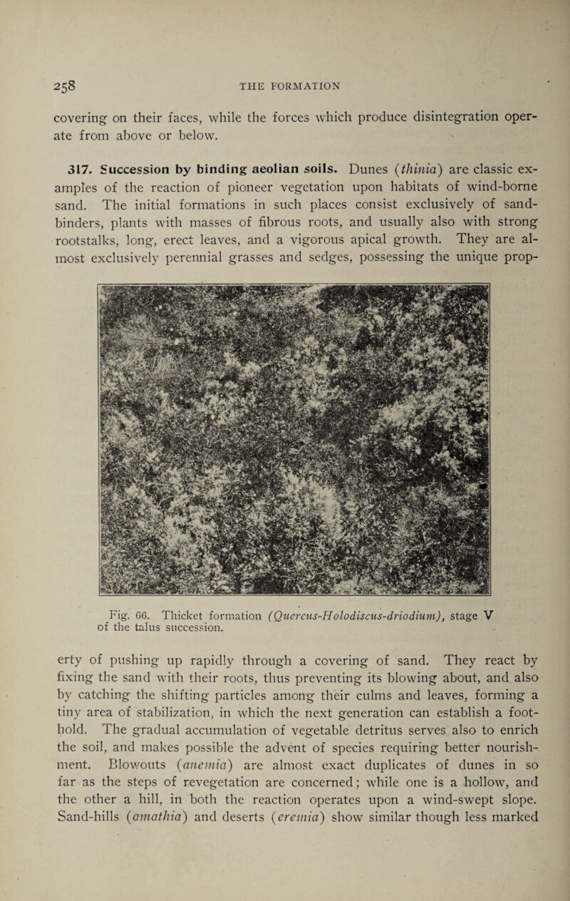 covering on their faces, while the forces which produce disintegration oper¬ ate from above or below. 317. Succession by binding aeolian soils. Dunes (thinia) are classic ex¬ amples of the reaction of pioneer vegetation upon habitats of wind-borne sand. The initial formations in such places consist exclusively of sand- binders, plants with masses of fibrous roots, and usually also with strong rootstalks, long, erect leaves, and a vigorous apical growth. They are al¬ most exclusively perennial grasses and sedges, possessing the unique prop- Fig. G6. Thicket formation (Quercus-Holodiscus-driodium), stage V of the talus succession. erty of pushing up rapidly through a covering of sand. They react by fixing the sand with their roots, thus preventing its blowing about, and also by catching the shifting particles among their culms and leaves, forming a tiny area of stabilization, in which the next generation can establish a foot¬ hold. The gradual accumulation of vegetable detritus serves also to enrich the soil, and makes possible the advent of species requiring better nourish¬ ment. Blowouts (anemia) are almost exact duplicates of dunes in so far as the steps of revegetation are concerned; while one is a hollow, and the other a hill, in both the reaction operates upon a wind-swept slope. Sand-hills (amathia) and deserts (eremia) show* similar though less marked