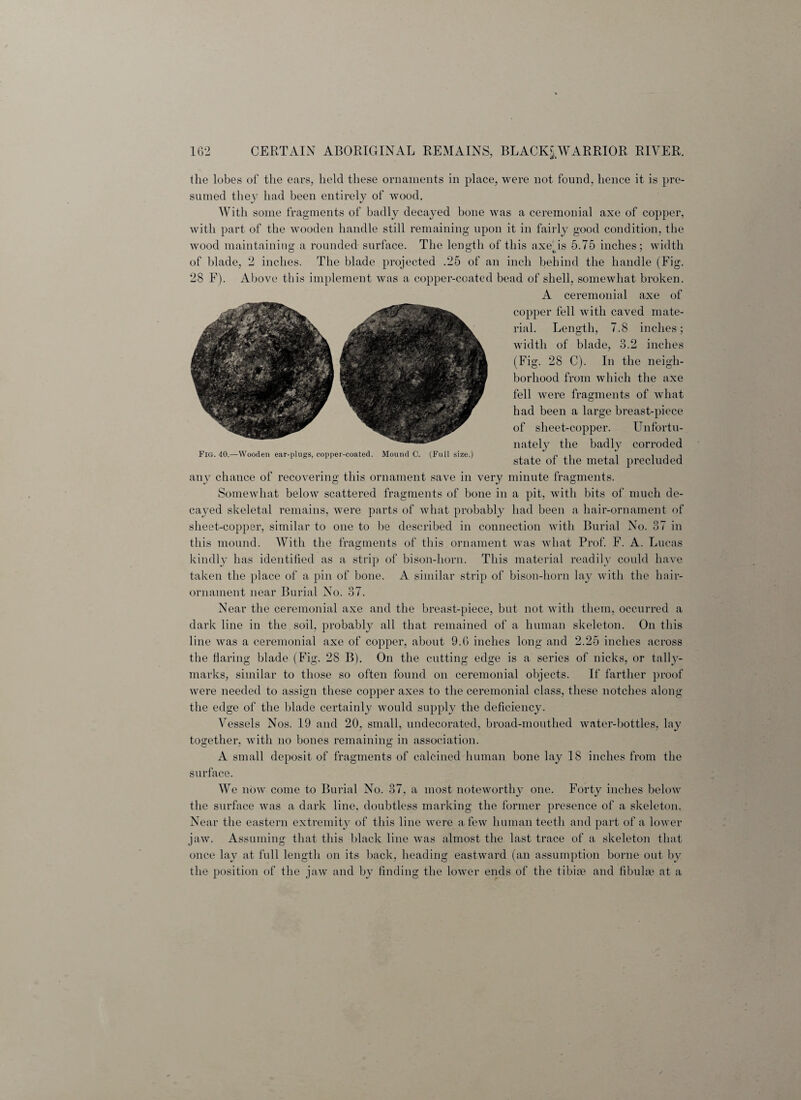 Fig. 40.—Wooden ear-plugs, copper-coated. Mound C. (Full size.) the lobes of the ears, held these ornaments in place, were not found, hence it is pre¬ sumed they had been entirely of wood. With some fragments of badly decayed bone was a ceremonial axe of copper, with part of the wooden handle still remaining upon it in fairly good condition, the wood maintaining a rounded surface. The length of this axejis 5.75 inches; width of blade, 2 inches. The blade projected .25 of an inch behind the handle (Fig. 28 F). Above this implement was a copper-coated bead of shell, somewhat broken. A ceremonial axe of copper fell with caved mate¬ rial. Length, 7.8 inches; width of blade, 3.2 inches (Fig. 28 C). In the neigh¬ borhood from which the axe fell were fragments of what had been a large breast-piece of sheet-copper. Unfortu¬ nately the badly corroded state of the metal precluded any chance of recovering this ornament save in very minute fragments. Somewhat below scattered fragments of bone in a pit, with bits of much de- cayed skeletal remains, were parts of what probably had been a hair-ornament of sheet-copper, similar to one to be described in connection with Burial No. 37 in this mound. With the fragments of this ornament was what Prof. F. A. Lucas kindly has identified as a strip of bison-horn. This material readily could have taken the place of a pin of bone. A similar strip of bison-horn lay with the hair- ornament near Burial No. 37. Near the ceremonial axe and the breast-piece, but not with them, occurred a dark line in the soil, probably all that remained of a human skeleton. On this line was a ceremonial axe of copper, about 9.6 inches long and 2.25 inches across the flaring blade (Fig. 2S B). On the cutting edge is a series of nicks, or tally- marks, similar to those so often found on ceremonial objects. If farther proof were needed to assign these copper axes to the ceremonial class, these notches along the edge of the blade certainly would supply the deficiency. Vessels Nos. 19 and 20, small, undecorated, broad-mouthed water-bottles, lay together, with no bones remaining in association. A small deposit of fragments of calcined human bone lay 18 inches from the surface. We now come to Burial No. 37, a most noteworthy one. Forty inches below the surface was a dark line, doubtless marking the former presence of a skeleton. Near the eastern extremity of this line were a few human teeth and part of a lower jaw. Assuming that this black line was almost the last trace of a skeleton that once lay at full length on its hack, heading eastward (an assumption borne out by the position of the jaw and by finding the lower ends of the tibiae and fibulte at a