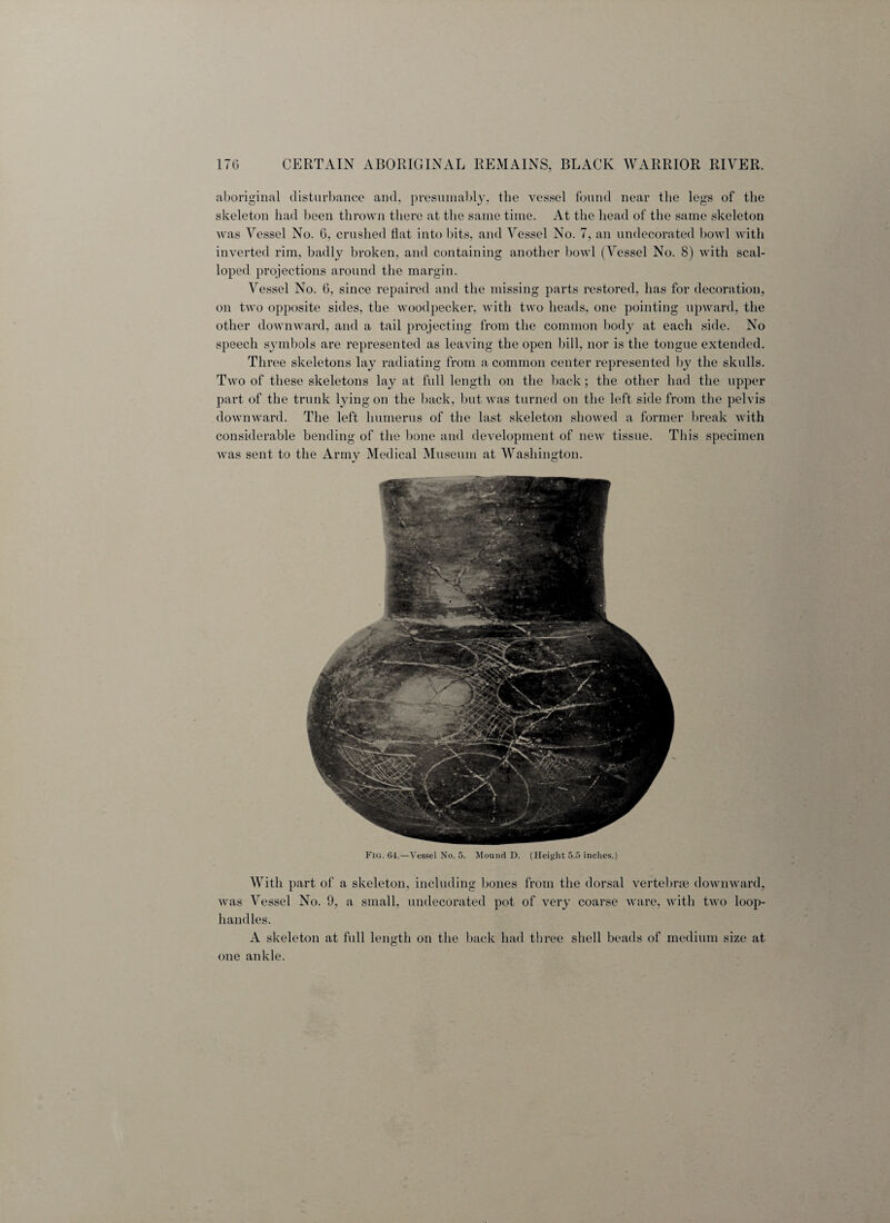 aboriginal disturbance and, presumably, the vessel found near the legs of the skeleton had been thrown there at the same time. At the head of the same skeleton was Vessel No. 6, crushed flat into bits, and Vessel No. 7, an undecorated bowl with inverted rim, badly broken, and containing another bowl (Vessel No. 8) with scal¬ loped projections around the margin. Vessel No. 6, since repaired and the missing parts restored, has for decoration, on two opposite sides, the woodpecker, with two heads, one pointing upward, the other downward, and a tail projecting from the common body at each side. No speech symbols are represented as leaving the open bill, nor is the tongue extended. Three skeletons lay radiating from a common center represented by the skulls. Two of these skeletons lay at full length on the back; the other had the upper part of the trunk lying on the back, but was turned on the left side from the pelvis downward. The left humerus of the last skeleton showed a former break with considerable bending of the bone and development of new tissue. This specimen was sent to the Army Medical Museum at Washington. Fig. 64.—Vessel No. 5. Mound D. (Height 5.5 inches.) With part of a skeleton, including bones from the dorsal vertebras downward, was Vessel No. 9, a small, undecorated pot of very coarse ware, with two loop- handles. A skeleton at full length on the back had three shell beads of medium size at one ankle.