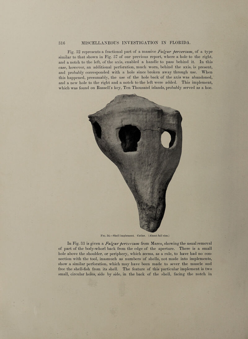 Fig. 32 represents a fractional part of a massive Fulgur perversion, of a type similar to that shown in Fig. 37 of our previous report, where a hole to the right, and a notch to the left, of the axis, enabled a handle to pass behind it. In this case, however, an additional perforation, much worn, behind the axis, is present, and probably corresponded with a hole since broken away through use. When this happened, presumably, the use of the hole back of the axis was abandoned, and a new hole to the right and a notch to the left were added. This implement, which was found on Russell’s key, Ten Thousand islands, probably served as a hoe. Fig. 34.—Shell implement. Cutler. (About full size.) In Fig. 33 is given a Fulgur perversion from Marco, showing the usual removal of part of the body-whorl back from the edge of the aperture. There is a small hole above the shoulder, or periphery, which seems, as a rule, to have had no con¬ nection with the tool, inasmuch as numbers of shells, not made into implements, show a similar perforation, which may have been made to sever the muscle and free the shell-fish from its shell. The feature of this particular implement is two small, circular holes, side by side, in the back of the shell, facing the notch in