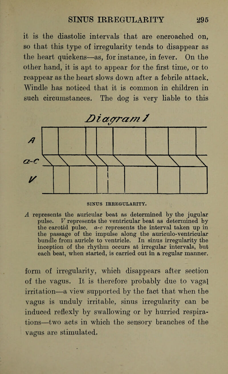 it is the diastolic intervals that are encroached on, so that this type of irregularity tends to disappear as the heart quickens—as, for instance, in fever. On the other hand, it is apt to appear for the first time, or to reappear as the heart slows down after a febrile attack. Windle has noticed that it is common in children in such circumstances. The dog is very liable to this D i ctpra m / A represents the auricular beat as determined by the jugular pulse. V represents the ventricular beat as determined by the carotid pulse, a-c represents the interval taken up in the passage of the impulse along the auriculo-ventricular bundle from auricle to ventricle. In sinus irregularity the inception of the rhythm occurs at irregular intervals, but each beat, when started, is carried out in a regular manner. form of irregularity, which disappears after section of the vagus. It is therefore probably due to vagal irritation—a view supported by the fact that when the vagus is unduly irritable, sinus irregularity can be induced reflexly by swallowing or by hurried respira¬ tions—two acts in which the sensory branches of the vagus are stimulated.