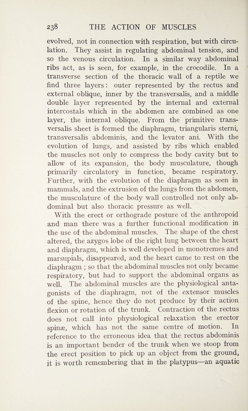 evolved, not in connection with respiration, but with circu¬ lation. They assist in regulating abdominal tension, and so the venous circulation. In a similar way abdominal ribs act, as is seen, for example, in the crocodile. In a transverse section of the thoracic wall of a reptile we find three layers : outer represented by the rectus and external oblique, inner by the transversalis, and a middle double layer represented by the internal and external intercostals which in the abdomen are combined as one layer, the internal oblique. From the primitive trans¬ versalis sheet is formed the diaphragm, triangularis sterni, transversalis abdominis, and the levator ani. With the evolution of lungs, and assisted by ribs which enabled the muscles not only to compress the body cavity but to allow of its expansion, the body musculature, though primarily circulatory in function, became respiratory. Further, with the evolution of the diaphragm as seen in mammals, and the extrusion of the lungs from the abdomen, the musculature of the body wall controlled not only ab¬ dominal but also thoracic pressure as well. With the erect or orthograde posture of the anthropoid and man there was a further functional modification in the use of the abdominal muscles. The shape of the chest altered, the azygos lobe of the right lung between the heart and diaphragm, which is well developed in monotremes and marsupials, disappeared, and the heart came to rest on the diaphragm ; so that the abdominal muscles not only became respiratory, but had to support the abdominal organs as well. The abdominal muscles are the physiological anta¬ gonists of the diaphragm, not of the extensor muscles of the spine, hence they do not produce by their action flexion or rotation of the trunk. Contraction of the rectus does not call into physiological relaxation the erector spinae, which has not the same centre of motion. In reference to the erroneous idea that the rectus abdominis is an important bender of the trunk when we stoop from the erect position to pick up an object from the ground, it is worth remembering that in the platypus—an aquatic