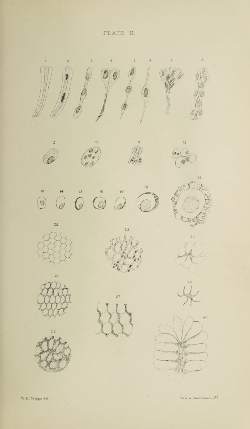 PLATE II. W.H. Cripps 3el. Bale & Dani els eon ,La