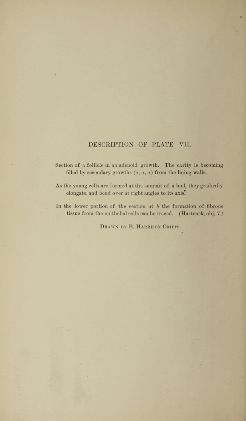 Section of a follicle in an adenoid growth. The cavity is becoming filled by secondary growths (//, a, a) from the lining walls. As the young cells are formed at the summit of a bud, they gradually elongate, and bend over at right angles to its axis! In the lower portion of the section at b the formation of fibrous tissue from the epithelial cells can be traced. (Hartnack, obj. 7.)