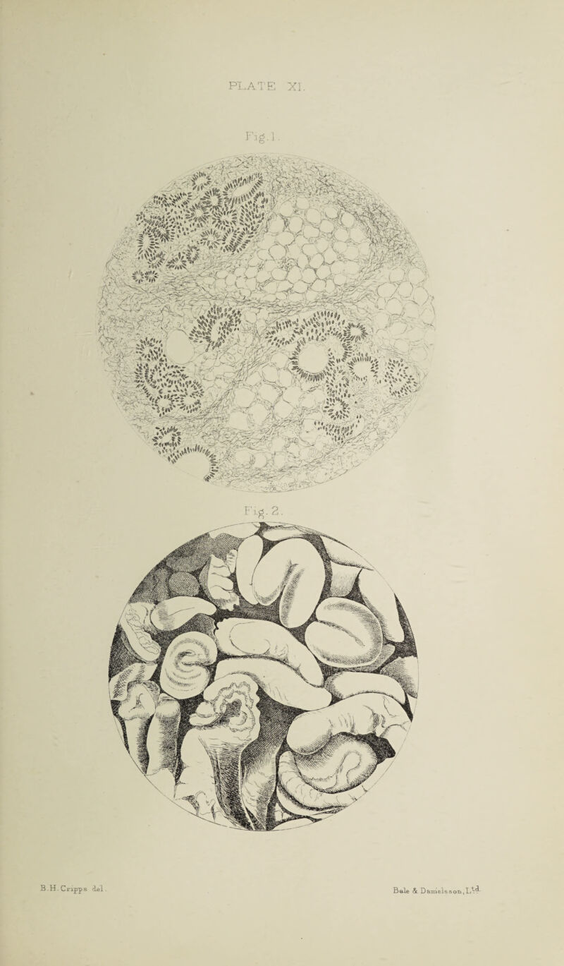 1. wi mmm ■ $i$a ^ . i\^ —• i* jtM*£ Afs •****? ®§i feYkjSv i Fi^. 2.