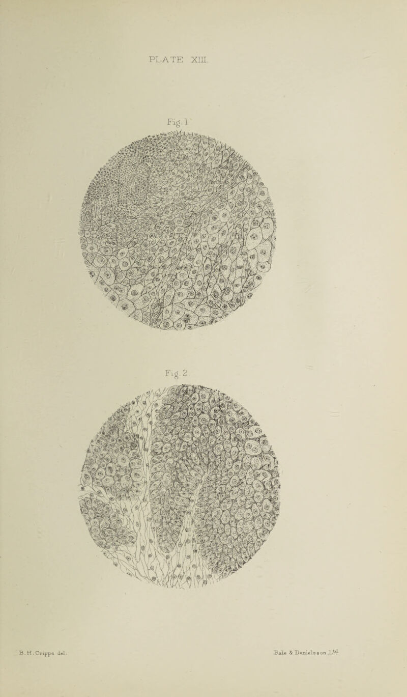 Fig-1 B.H.Cripps del Bale & Daznelsson,1j^