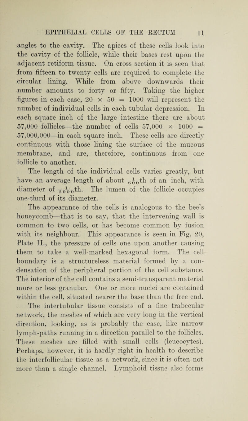 angles to the cavity. The apices of these cells look into the cavity of the follicle, while their bases rest upon the adjacent retiform tissue. On cross section it is seen that from fifteen to twenty cells are required to complete the circular lining. While from above downwards their number amounts to forty or fifty. Taking the higher figures in each case, 20 x 50 = 1000 will represent the number of individual cells in each tubular depression. In each square inch of the large intestine there are about 57,000 follicles—the number of cells 57,000 x 1000 — 57,000,000—in each square inch. These cells are directly continuous with those lining the surface of the mucous membrane, and are, therefore, continuous from one follicle to another. The length of the individual cells varies greatly, but have an average length of about ^J^th of an inch, with diameter of ^ouoth. The lumen of the follicle occupies one-third of its diameter. The appearance of the cells is analogous to the bee’s honeycomb—that is to say, that the intervening wall is common to two cells, or has become common by fusion with its neighbour. This appearance is seen in Fig. 20, Plate II., the pressure of cells one upon another causing them to take a well-marked hexagonal form. The cell boundary is a structureless material formed by a con¬ densation of the peripheral portion of the cell substance. The interior of the cell contains a semi-transparent material more or less granular. One or more nuclei are contained within the cell, situated nearer the base than the free end. The intertubular tissue consists of a fine trabecular network, the meshes of which are very long in the vertical direction, looking, as is probably the case, like narrow lymph-paths running in a direction parallel to the follicles. These meshes are filled with small cells (leucocytes). Perhaps, however, it is hardly right in health to describe the interfollicular tissue as a network, since it is often not more than a single channel. Lymphoid tissue also forms