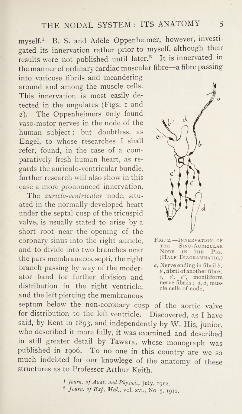 myself.1 B. S. and Adele Oppenheimer, however, investi¬ gated its innervation rather prior to myself, although their results were not published until later.2 It is innervated in the manner of ordinary cardiac muscular fibre—a fibre passing into varicose fibrils and meandering around and among the muscle cells. This innervation is most easily de¬ tected in the ungulates (Figs, i and 2). The Oppenheimers only found vaso-motor nerves in the node of the human subject ; but doubtless, as Engel, to whose researches I shall refer, found, in the case of a com¬ paratively fresh human heart, as re¬ gards the auriculo-ventricular bundle, farther research will also show in this case a more pronounced innervation. The anriclo-ventricular node, situ¬ ated in the normally developed heart under the septal cusp of the tricuspid valve, is usually stated to arise by a short root near the opening of the coronary sinus into the right auricle, and to divide into two branches near the pars membranacea septi, the right branch passing by way of the moder¬ ator band for further division and distribution in the right ventricle, and the left piercing the membranous septum below the non-coronary cusp of the aortic valve for distribution to the left ventricle. Discovered, as I have said, by Kent in 1893, and independently by W. His, junior, who described it more fully, it was examined and described in still greater detail by Tawara, whose monograph was published in 1906. To no one in this country are we so much indebted for our knowlege of the anatomy of these structures as to Professor Arthur Keith. 1 Journ. of Anat. and Physiol., July, 1912. 2 Journ. of Exp. Med., vol. xvi., No. 5, 1912. Fig. 2.—Innervation of THE SINU-AURICULAR Node in the Pig. (Half Diagrammatic.) a, Nerve ending in fibril h; b', fibril of another fibre; c, c', c, moniliform nerve fibrils ; d, d, mus¬ cle cells of node.
