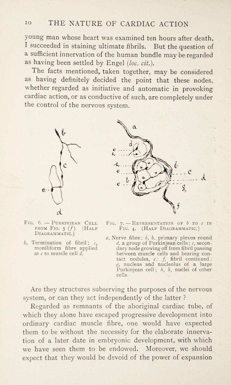 young man whose heart was examined ten hours after death, I succeeded in staining ultimate fibrils. But the question of a sufficient innervation of the human bundle may be regarded as having been settled by Engel [loc. cit.). The facts mentioned, taken together, may be considered as having definitely decided the point that these nodes, whether regarded as initiative and automatic in provoking cardiac action, or as conductive of such, are completely under the control of the nervous system. Fig. 6. — Purkinjean Cell from Fig. 5 (/). (Half Diagrammatic.) b, Termination of fibril; c, moniliform fibre applied at e to muscle cell d. Fig. 7.—Representation of b to e in Fig. 4. (Half Diagrammatic.) a, Nerve fibre; b, b, primary plexus round d, a group of Purkinjean cells; c, secon¬ dary node growing off from fibril passing between muscle cells and bearing con¬ tact nodules, e; /, fibril continued; g, nucleus and nucleolus of a large Purkinjean cell ; h, h, nuclei of other cells. Are they structures subserving the purposes of the nervous system, or can they act independently of the latter ? Regarded as remnants of the aboriginal cardiac tube, of which they alone have escaped progressive development into ordinary cardiac muscle fibre, one would have expected them to be without the necessity for the elaborate innerva¬ tion of a later date in embryonic development, with which we have seen them to be endowed. Moreover, we should expect that they would be devoid of the power of expansion