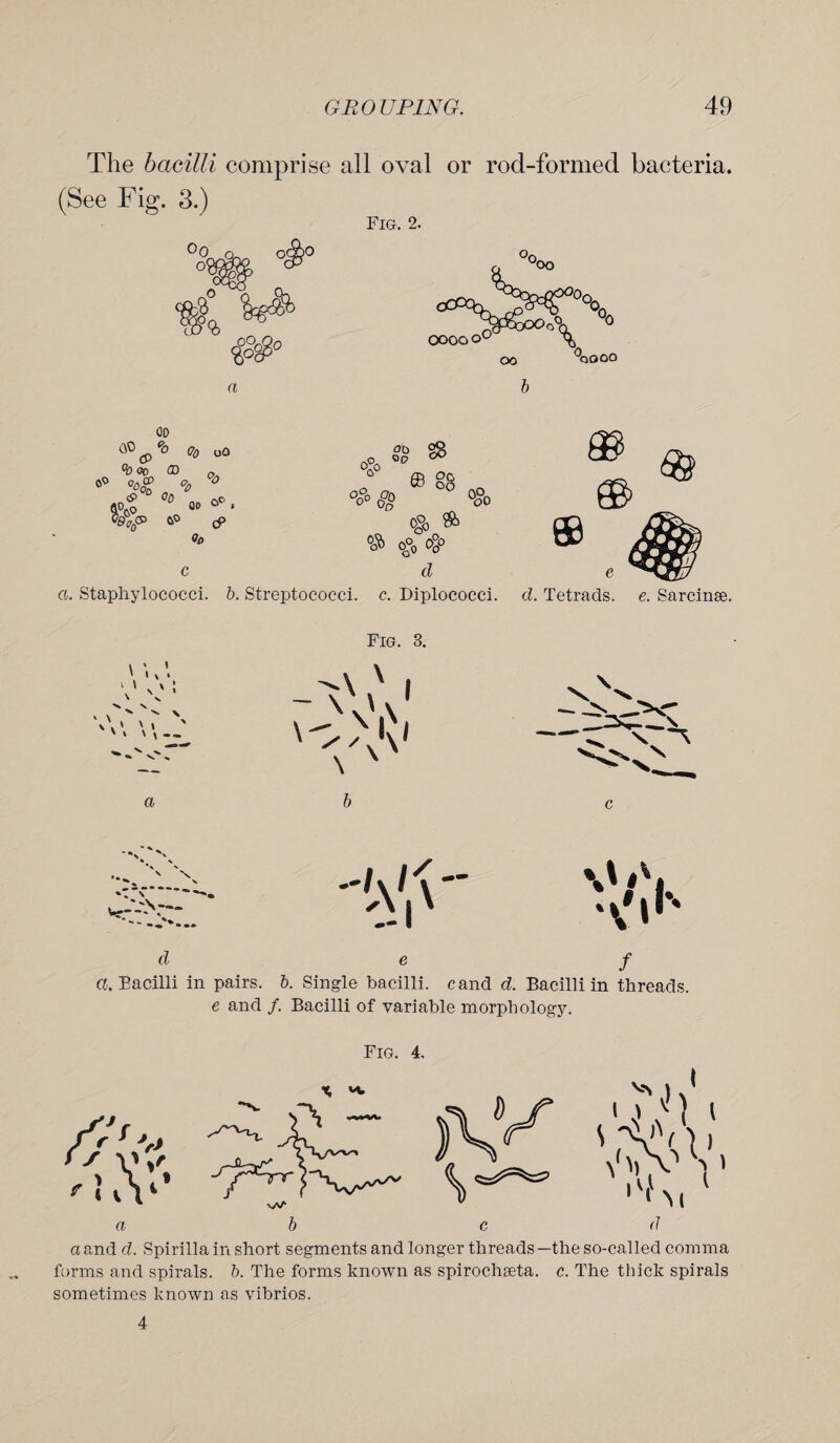 The bacilli comprise all oval or rod-formed bacteria. (See Fig. 3.) Fig. 2. oO 00 00 <P% Co °0 OC CD 0 °o$ °o 0 ' °D OP 0° « CO cP Oo a o <&> o°o 0 ffl go °c?« eg ° <®> <§> ® © 0G°o <#> c cZ a. Staphylococci. 5. Streptococci, c. Diplococci. ®8» cZ. Tetrads, e. Sarcinse. \ < X ’ V V' 1 \ * \ » ' '* '\-- a ' X * . d Fig. 3, -V' >A 1 c l<- lN e f C. Bacilli in pairs, b. Single bacilli, cand d. Bacilli in threads. e and /. Bacilli of variable morphology. Fig. 4. a a and d. Spirilla in short segments and longer threads—the so-called comma forms and spirals, b. The forms known as spirochseta. c. The thick spirals sometimes known as vibrios. 4
