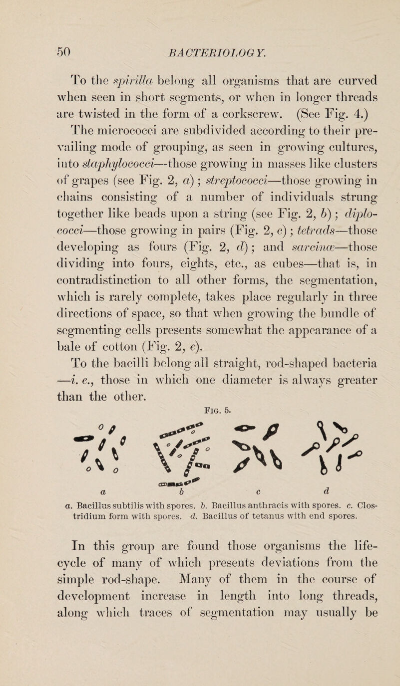 To the spirilla belong all organisms that are curved when seen in short segments, or when in longer threads are twisted in the form of a corkscrew. (See Fig. 4.) The micrococci are subdivided according to their pre¬ vailing mode of grouping, as seen in growing cultures, into staphylococci—those growing in masses like clusters of grapes (see Fig. 2, a) ; streptococci—those growing in chains consisting of a number of individuals strung together like beads upon a string (see Fig. 2, 6); diplo- cocci—those growing in pairs (Fig. 2, c); tetrads—those developing as fours (Fig. 2, d); and sarcince—those dividing into fours, eights, etc., as cubes—that is, in contradistinction to all other forms, the segmentation, which is rarely complete, takes place regularly in three directions of space, so that when growing the bundle of segmenting cells presents somewhat the appearance of a bale of cotton (Fig. 2, e). To the bacilli belong all straight, rod-shaped bacteria —i. e., those in which one diameter is always greater than the other. Fig. 5. a o o Y/< \ 7- b a. Bacillus subtilis with spores. 6. Bacillus anthracis with spores, c. Clos¬ tridium form with spores, d. Bacillus of tetanus with end spores. In this group are found those organisms the life- cycle of many of which presents deviations from the simple rod-shape. Many of them in the course of development increase in length into long threads, along which traces of segmentation may usually be