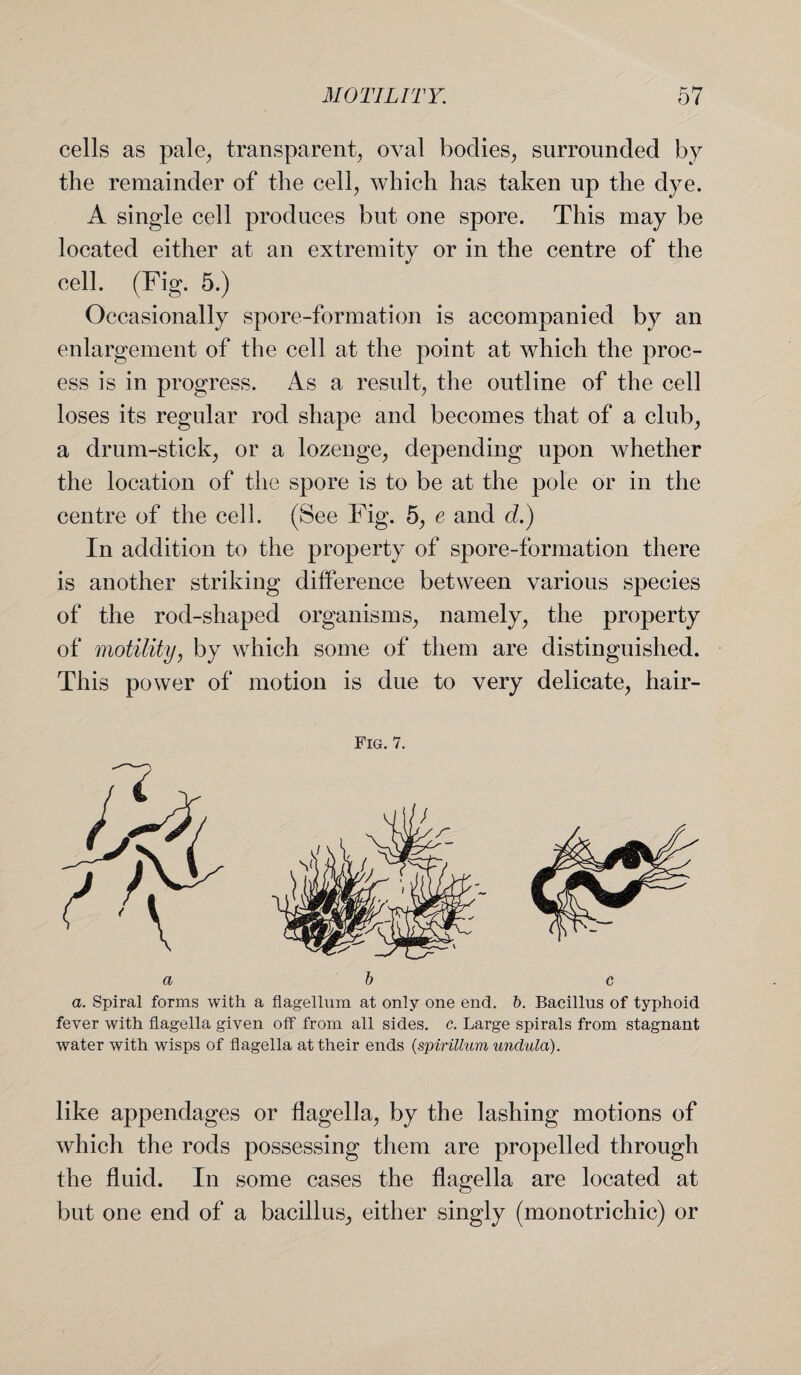 cells as pale, transparent, oval bodies, surrounded by the remainder of the cell, which has taken up the dye. A single cell produces but one spore. This may be located either at an extremity or in the centre of the cell. (Fig. 5.) Occasionally spore-formation is accompanied by an enlargement of the cell at the point at which the proc¬ ess is in progress. As a result, the outline of the cell loses its regular rod shape and becomes that of a club, a drum-stick, or a lozenge, depending upon whether the location of the spore is to be at the pole or in the centre of the cell. (See Fig. 5, e and d.) In addition to the property of spore-formation there is another striking difference between various species of the rod-shaped organisms, namely, the property of motility, by which some of them are distinguished. This power of motion is due to very delicate, hair- Fig. 7. a a. Spiral forms with a flagelhim at only one end. b. Bacillus of typhoid fever with flagella given off from all sides, c. Large spirals from stagnant water with wisps of flagella at their ends (spirillum unclula). like appendages or flagella, by the lashing motions of which the rods possessing them are propelled through the fluid. In some cases the flagella are located at but one end of a bacillus, either singly (monotrichic) or