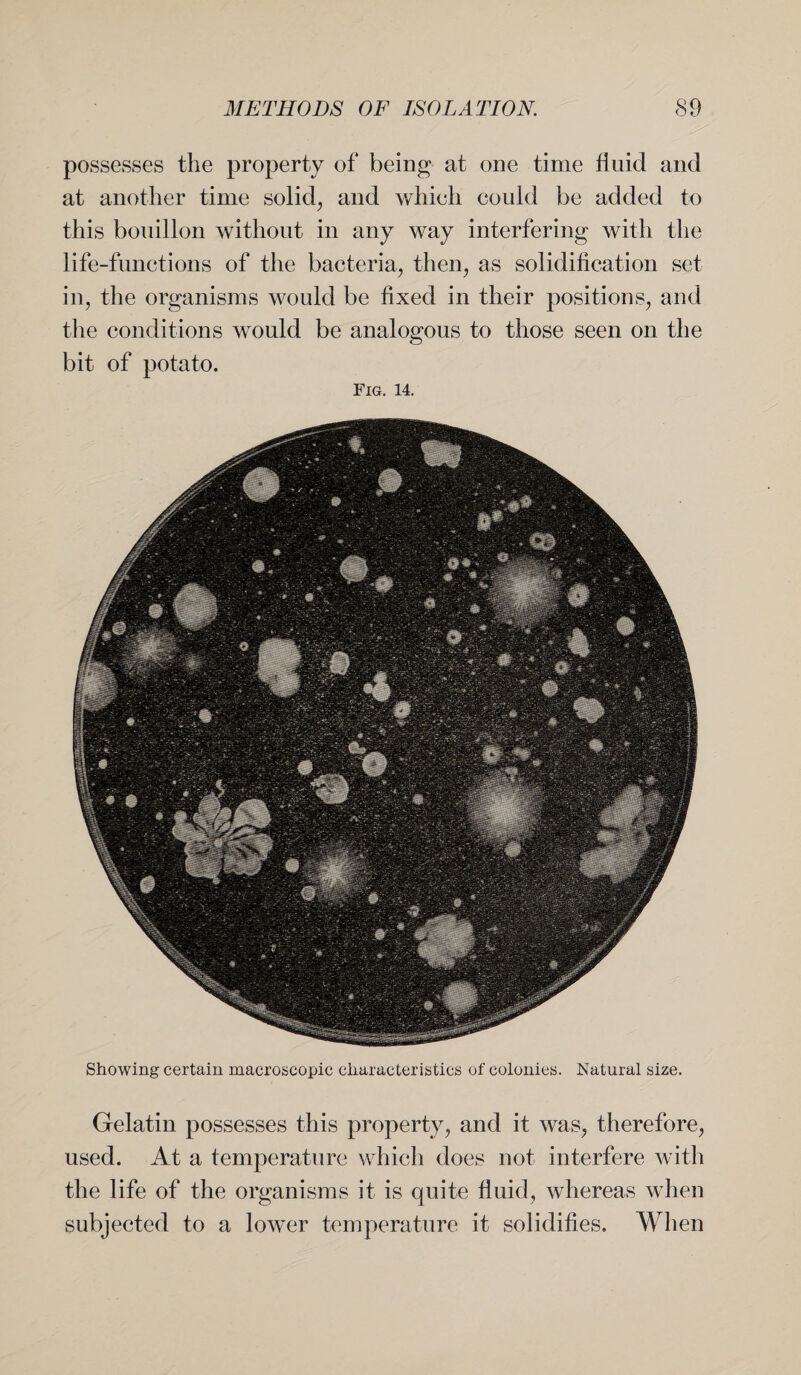 possesses the property of being at one time fluid and at another time solid, and which could be added to this bouillon without in any way interfering with the life-functions of the bacteria, then, as solidification set in, the organisms would be fixed in their positions, and the conditions would be analogous to those seen on the bit of potato. Fig. 14. Showing certain macroscopic characteristics of colonies. Natural size. Gelatin possesses this property, and it was, therefore, used. At a temperature which does not interfere with the life of the organisms it is quite fluid, whereas when subjected to a lower temperature it solidifies. When