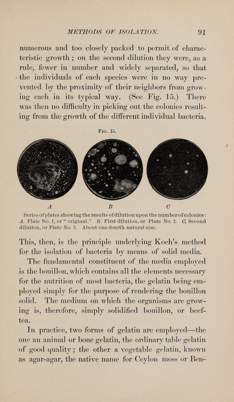 numerous and too closely packed to permit of charac¬ teristic growth; on the second dilution they were, as a rule, fewer in number and widely separated, so that the individuals of each species were in no way pre¬ vented by the proximity of their neighbors from grow¬ ing each in its typical way. (See Fig. 15.) There was then no difficulty in picking out the colonies result¬ ing from the growth of the different individual bacteria. Fig. 15. ABC Series of plates showing the results of dilution upon the number of colonies: A. Plate No. 1, or “ original.” B. First dilution, or Plate No. 2. C. Second dilution, or Plate No. 3. About one-fourth natural size. This, then, is the principle underlying Koch’s method for the isolation of bacteria by means of solid media. The fundamental constituent of the media employed is the bouillon, which contains all the elements necessary for the nutrition of most bacteria, the gelatin being em¬ ployed simply for the purpose of rendering the bouillon solid. The medium on which the organisms are grow¬ ing is, therefore, simply solidified bouillon, or beef- tea* In practice, two forms of gelatin are employed—the one an animal or bone gelatin, the ordinary table gelatin of good quality; the other a vegetable gelatin, known as agar-agar, the native name for Ceylon moss or Ben-
