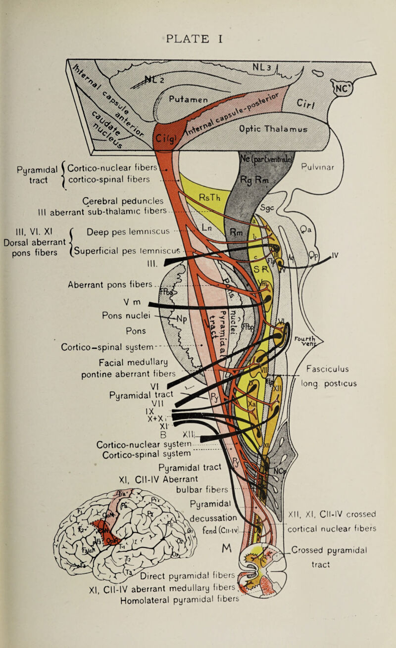PLATE I Pyramidal \ Cortico-nuclear fibers tract 1 cortico-spinal fibers III, VI. XI ( Deep pes lemniscus • Dorsal aberrant X pons fibers {Superficial pes lemniscus Cerebral peduncles aberrant sub-thalamic fibers Aberrant pons fibers. V m Pons nuclei Pons Cortico-spinal system- Facial medullary pontine aberrant fibers VI Pyramidal tract VII IX X+X. XI' B XII Cortico-nuclear system - _ • Cortico-spinal system Pyramidal tract XI, CII-IV Aberrant bulbar fibers Pyramidal fa* fend (Cl 1-tv Direct pyramidal fibers XI, CII-IV aberrant medullary fibers Homolateral pyramidal fibers Fasciculus long posticus XII, XI, CII-IV crossed cortical nuclear fibers Crossed pyramidal tract