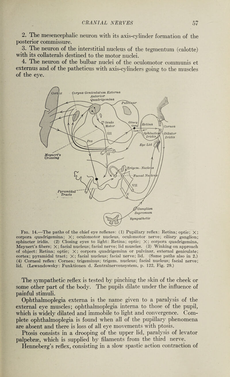 2. The mesencephalic neuron with its axis-cylinder formation of the posterior commissure. 3. The neuron of the interstitial nucleus of the tegmentum (calotte) with its collaterals destined to the motor nuclei. 4. The neuron of the bulbar nuclei of the oculomotor communis et externus and of the patheticus with axis-cylinders going to the muscles of the eye. Fig. 14.—The paths of the chief eye reflexes: (1) Pupillary reflex: Retina; optic; X; corpora quadrigemina; X; oculomotor nucleus, oculomotor nerve; ciliary ganglion; sphincter iridis. (2) Closing eyes to light: Retina; optic; X; corpora quadrigemina, Meynert’s fibers; X; facial nucleus; facial nerve; lid muscles. (3) Winking on approach of object: Retina; optic; X; corpora quadrigemina or pulvinar, external geniculate; cortex; pyramidal tract; X; facial nucleus; facial nerve; lid. (Same paths also in 2.) (4) Corneal reflex: Cornea; trigeminus; trigem. nucleus; facial nucleus; facial nerve; lid. (Lewandowsky: Funktionen d. Zentralnervensystem, p. 122, Fig. 29.) The sympathetic reflex is tested by pinching the skin of the cheek or some other part of the body. The pupils dilate under the influence of painful stimuli. Ophthalmoplegia externa is the name given to a paralysis of the external eye muscles; ophthalmoplegia interna to those of the pupil, which is widely dilated and immobile to light and convergence. Com¬ plete ophthalmoplegia is found when all of the pupillary phenomena are absent and there is loss of all eye movements with ptosis. Ptosis consists in a drooping of the upper lid, paralysis of levator palpebrse, which is supplied by filaments from the third nerve. Henneberg’s reflex, consisting in a slow spastic action contraction of
