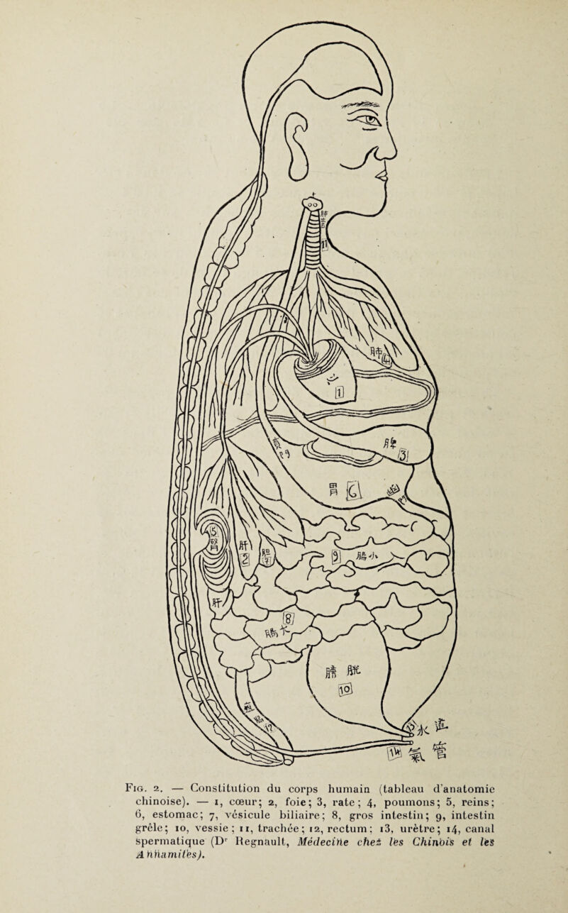 Fig. 2. — Constitution du corps humain (tableau d'anatomie chinoise). — i, cœur; 2, foie; 3, rate; 4, poumons; 5, reins; 6, estomac; 7, vésicule biliaire; 8, gros intestin; 9, intestin grêle; 10, vessie; 11, trachée; 12, rectum; i3, urètre; 14, canal spermatique (Dr Régnault, Médecine chet les Chinois et les A Min mi l'es).