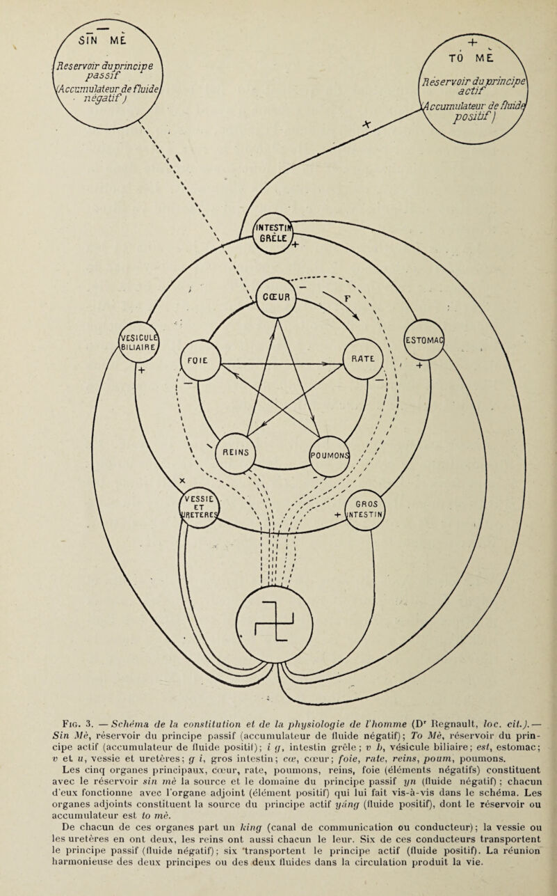 51N ME. 'îles ervoir duprin cïp e passif V.Accumulateur de fluide\ • négatif ) Fig. 3. —Schéma de la constitution et de la physiologie de l’homme (Dr Régnault, /oc. cil.).— Sin Mè, réservoir du principe passif (accumulateur de fluide négatif); To Mè, réservoir du prin¬ cipe actif (accumulateur de fluide positil); i g, intestin grêle; v b, vésicule biliaire; est, estomac; v et. u, vessie et uretères; g i, gros intestin; cœ, cœur; foie, rate, reins, poum, poumons. Les cinq organes principaux, cœur, rate, poumons, reins, foie (éléments négatifs) constituent avec le réservoir sin mè la source et le domaine du principe passif yn (fluide négatif) ; chacun d’eux fonctionne avec l’organe adjoint (élément positif) qui lui fait vis-à-vis dans le schéma. Les organes adjoints constituent la source du principe actif yàng (fluide positif), dont le réservoir ou accumulateur est to mè. De chacun de ces organes part un king (canal de communication ou conducteur) ; la vessie ou les uretères en ont deux, les reins ont aussi chacun le leur. Six de ces conducteurs transportent le principe passif (fluide négatif); six 'transportent le principe actif (fluide positif). La réunion harmonieuse des deux principes ou des deux fluides dans la circulation produit la vie.