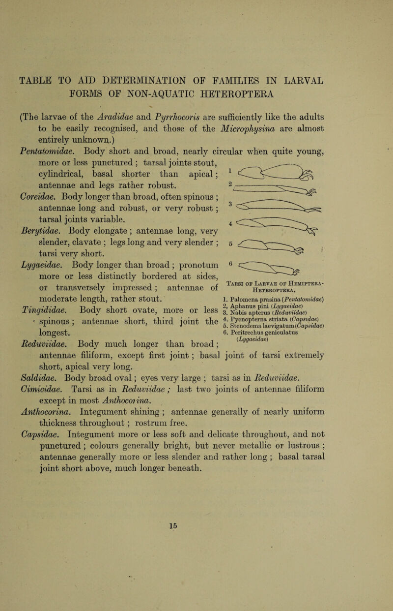 TABLE TO AID DETERMINATION OF FAMILIES IN LARVAL FORMS OF NON-AQUATIC HETEROPTERA (The larvae of the Aradidae and Pyrrhocoris are sufficiently like the adults to be easily recognised, and those of the Microphysina are almost entirely unknown.) Pentatomidae. Body short and broad, nearly circular when quite young, more or less punctured ; tarsal joints stout, cylindrical, basal shorter than apical; antennae and legs rather robust. Coreidae. Body longer than broad, often spinous ; antennae long and robust, or very robust; tarsal joints variable. Berytidae. Body elongate; antennae long, very slender, clavate ; legs long and very slender ; tarsi very short. Lygaeidae. Body longer than broad ; pronotum more or less distinctly bordered at sides, or transversely impressed; antennae of moderate length, rather stout. 1. Palomena prasina {Pentatomidae) m' • J • j -r> t -i , x i 2, Aphanus pini (Lyqaeidae) Tmgididae. Body short ovate, more or less 3! Nabis apterus (Reduviidae) ■ spinous; antennae short, third joint the t- Pycnoptema striata (Capsidae) r 7 ; J 0. Stenodema laevigatum (Gapstaae) longest. 6. Peritrechus geniculatus Reduviidae. Body much longer than broad; (Lygaeidae) antennae filiform, except first joint ; basal joint of tarsi extremely short, apical very long. Saldidae. Body broad oval; eyes very large ; tarsi as in Reduviidae. Cimicidae. Tarsi as in Reduviidae ; last two joints of antennae filiform except in most Anthoconna. Anthocorina. Integument shining ; antennae generally of nearly uniform thickness throughout ; rostrum free. Capsidae. Integument more or less soft and delicate throughout, and not punctured ; colours generally bright, but never metallic or lustrous ; antennae generally more or less slender and rather long ; basal tarsal joint short above, much longer beneath. Tarsi of Larvae of Hemiptera- Heteroptera.