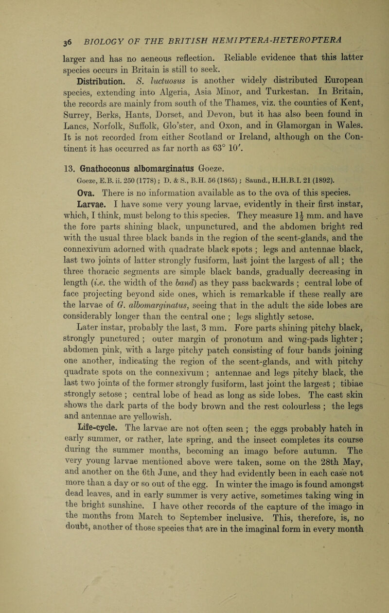 larger and has no aeneous reflection. Reliable evidence that this latter species occurs in Britain is still to seek. Distribution. S. luctuosus is another widely distributed European species, extending into Algeria, Asia Minor, and Turkestan. In Britain, the records are mainly from south of the Thames, viz. the counties of Kent, Surrey, Berks, Hants, Dorset, and Devon, but it has also been found in Lancs, Norfolk, Suffolk, Glo’ster, and Oxon, and in Glamorgan in Wales. It is not recorded from either Scotland or Ireland, although on the Con¬ tinent it has occurred as far north as 63° 10'. 13. Gnathoconus albomarginatus Goeze. Goeze, E.B. ii. 250 (1778); D. & S., B.H. 56 (1865) ; Saund., H.H.B.I. 21 (1892). Ova. There is no information available as to the ova of this species. Larvae. I have some very young larvae, evidently in their first instar, which, I think, must belong to this species. They measure 1 \ mm. and have the fore parts shining black, unpunctured, and the abdomen bright red with the usual three black bands in the region of the scent-glands, and the connexivum adorned with quadrate black spots ; legs and antennae black, last two joints of latter strongly fusiform, last joint the largest of all; the three thoracic segments are simple black bands, gradually decreasing in length (i.e. the width of the band) as they pass backwards ; central lobe of face projecting beyond side ones, which is remarkable if these really are the larvae of G. albomarginatus, seeing that in the adult the side lobes are considerably longer than the central one ; legs slightly setose. Later instar, probably the last, 3 mm. Fore parts shining pitchy black, strongly punctured ; outer margin of pronotum and wing-pads lighter ; abdomen pink, with a large pitchy patch consisting of four bands joining one another, indicating the region of the scent-glands, and with pitchy quadrate spots on the connexivum ; antennae and legs pitchy black, the last two joints of the former strongly fusiform, last joint the largest ; tibiae strongly setose ; central lobe of head as long as side lobes. The cast skin shows the dark parts of the body brown and the rest colourless ; the legs and antennae are yellowish. Life-cycle. The larvae are not often seen ; the eggs probably hatch in early summer, or rather, late spring, and the insect completes its course during the summer months, becoming an imago before autumn. The very young larvae mentioned above were taken, some on the 28th May, and another on the 6th June, and they had evidently been in each case not more than a day or so out of the egg. In winter the imago is found amongst dead leaves, and in early summer is very active, sometimes taking wing in the bright sunshine. I have other records of the capture of the imago in the months from March to September inclusive. This, therefore, is, no doubt, another of those species that are in the imaginal form in every month