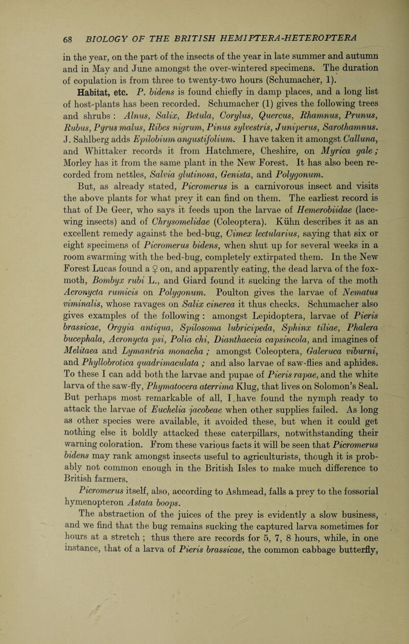 in the year, on the part of the insects of the year in late summer and autumn and in May and June amongst the over-wintered specimens. The duration of copulation is from three to twenty-two hours (Schumacher, 1). Habitat, etc. P. bidens is found chiefly in damp places, and a long list of host-plants has been recorded. Schumacher (1) gives the following trees and shrubs : Alnus, Salix, Betula, Corylus, Quercus, Rhamnus, Prunus, Rubus, Pyrus mains, Ribes nigrum, Pinus sylvestris, Juniper us, Sarothamnus. J. Sahlberg adds Epilobium angustifolium. I have taken it amongst Calluna, and Whittaker records it from Hatchmere, Cheshire, on Myrica gale; Morley has it from the same plant in the New Forest. It has also been re¬ corded from nettles, Salvia glutinosa, Genista, and Polygonum. But, as already stated, Picromerus is a carnivorous insect and visits the above plants for what prey it can find on them. The earliest record is that of De Geer, who says it feeds upon the larvae of Hemerobiidae (lace¬ wing insects) and of Chrysomelidae (Coleoptera). Kuhn describes it as an excellent remedy against the bed-bug, Cimex lectularius, saying that six or eight specimens of Picromerus bidens, when shut up for several weeks in a room swarming with the bed-bug, completely extirpated them. In the New Forest Lucas found a $ on, and apparently eating, the dead larva of the fox- moth, Bornbyx rubi L., and Giard found it sucking the larva of the moth Acronycta rumicis on Polygonum. Poulton gives the larvae of Nematus viminalis, whose ravages on Salix cinerea it thus checks. Schumacher also gives examples of the following : amongst Lepidoptera, larvae of Pieris brassicae, Orgyia antiqua, Spilosoma lubricipeda, Sphinx tiliae, Phalera bucephala, Acronycta psi, Polia chi, Dianthaecia capsincola, and imagines of Melitaea and Lymantria monacha ; amongst Coleoptera, Galeruca viburni, and Phyllobrotica quadrimaculata ; and also larvae of saw-flies and aphides. To these I can add both the larvae and pupae of Pieris rapae, and the white larva of the saw-fly, Phymatocera aterrima Klug, that lives on Solomon’s Seal. But perhaps most remarkable of all, I have found the nymph ready to attack the larvae of Euchelia jacobeae when other supplies failed. As long as other species were available, it avoided these, but when it could get nothing else it boldly attacked these caterpillars, notwithstanding their warning coloration. From these various facts it will be seen that Picromerus bidens may rank amongst insects useful to agriculturists, though it is prob¬ ably not common enough in the British Isles to make much difference to British farmers. Picromerus itself, also, according to Ashmead, falls a prey to the fossorial hymenopteron Astata boops. The abstraction of the juices of the prey is evidently a slow business, and we find that the bug remains sucking the captured larva sometimes for hours at a stretch ; thus there are records for 5, 7, 8 hours, while, in one instance, that of a larva of Pieris brassicae, the common cabbage butterfly,