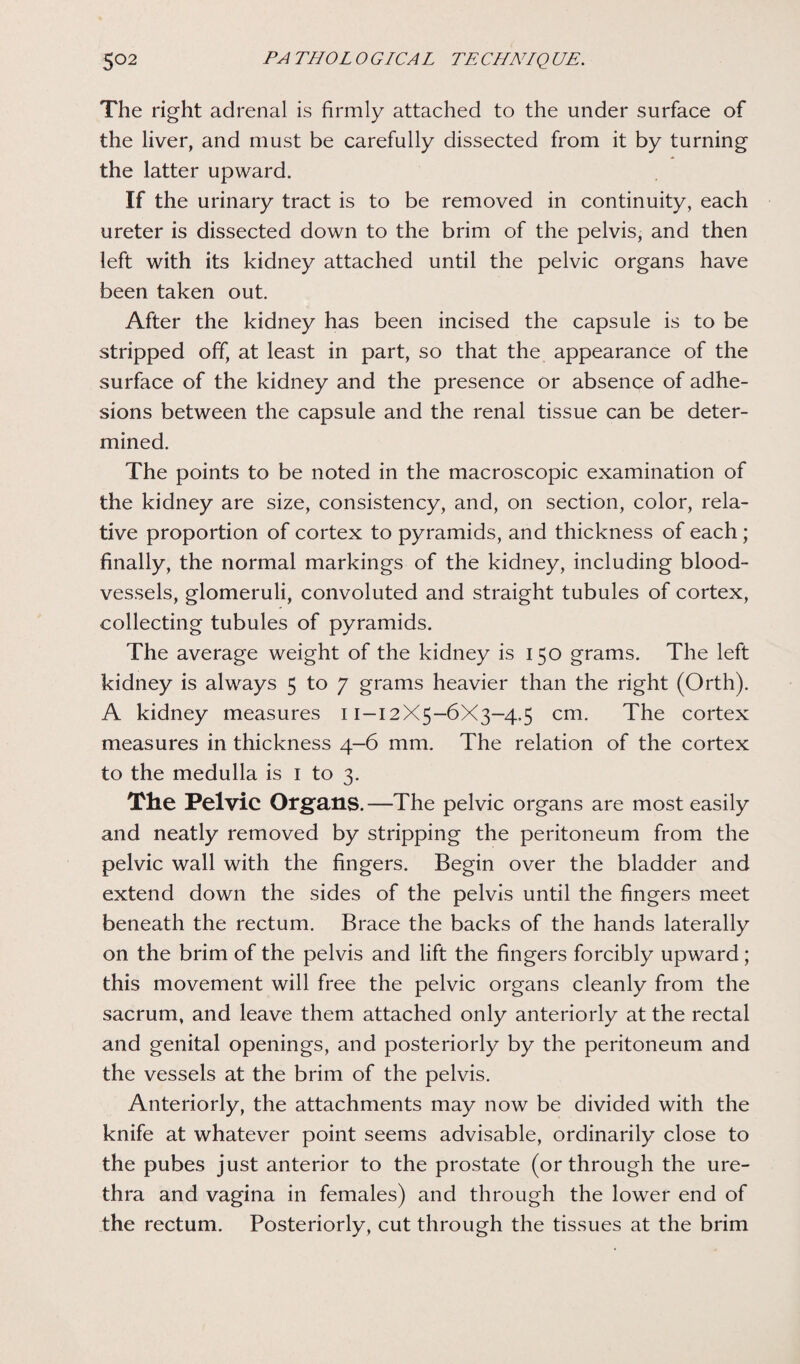 The right adrenal is firmly attached to the under surface of the liver, and must be carefully dissected from it by turning the latter upward. If the urinary tract is to be removed in continuity, each ureter is dissected down to the brim of the pelvis, and then left with its kidney attached until the pelvic organs have been taken out. After the kidney has been incised the capsule is to be stripped off, at least in part, so that the appearance of the surface of the kidney and the presence or absence of adhe¬ sions between the capsule and the renal tissue can be deter¬ mined. The points to be noted in the macroscopic examination of the kidney are size, consistency, and, on section, color, rela¬ tive proportion of cortex to pyramids, and thickness of each; finally, the normal markings of the kidney, including blood¬ vessels, glomeruli, convoluted and straight tubules of cortex, collecting tubules of pyramids. The average weight of the kidney is 150 grams. The left kidney is always 5 to 7 grams heavier than the right (Orth). A kidney measures 11-12X5-6X3-4.5 cm. The cortex measures in thickness 4-6 mm. The relation of the cortex to the medulla is 1 to 3. The Pelvic Organs.—The pelvic organs are most easily and neatly removed by stripping the peritoneum from the pelvic wall with the fingers. Begin over the bladder and extend down the sides of the pelvis until the fingers meet beneath the rectum. Brace the backs of the hands laterally on the brim of the pelvis and lift the fingers forcibly upward; this movement will free the pelvic organs cleanly from the sacrum, and leave them attached only anteriorly at the rectal and genital openings, and posteriorly by the peritoneum and the vessels at the brim of the pelvis. Anteriorly, the attachments may now be divided with the knife at whatever point seems advisable, ordinarily close to the pubes just anterior to the prostate (or through the ure¬ thra and vagina in females) and through the lower end of the rectum. Posteriorly, cut through the tissues at the brim