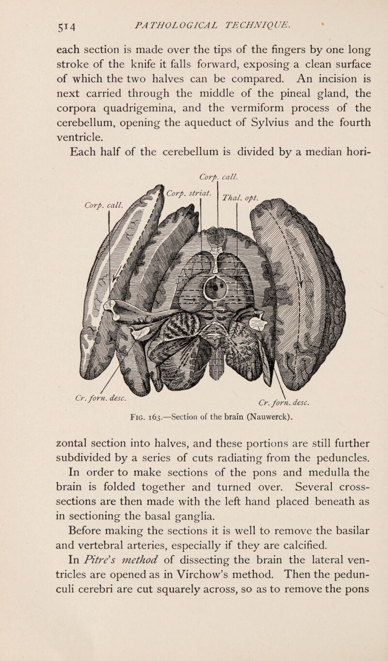 5T4 each section is made over the tips of the fingers by one long stroke of the knife it falls forward, exposing a clean surface of which the two halves can be compared. An incision is next carried through the middle of the pineal gland, the corpora quadrigemina, and the vermiform process of the cerebellum, opening the aqueduct of Sylvius and the fourth ventricle. Each half of the cerebellum is divided by a median hori- Fig. 163.—Section of the brain (Nauwerck). zontal section into halves, and these portions are still further subdivided by a series of cuts radiating from the peduncles. In order to make sections of the pons and medulla the brain is folded together and turned over. Several cross- sections are then made with the left hand placed beneath as in sectioning the basal ganglia. Before making the sections it is well to remove the basilar and vertebral arteries, especially if they are calcified. In Pitre's method of dissecting the brain the lateral ven¬ tricles are opened as in Virchow’s method. Then the pedun- culi cerebri are cut squarely across, so as to remove the pons