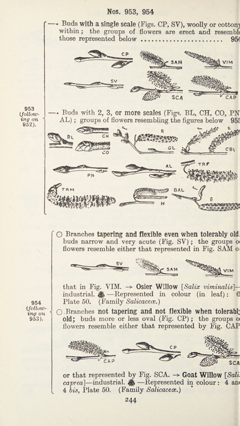 Nos. 953» 954 —« Buds with a single scale (Figs. CP? SV), woolly or cotton] within ; the groups of flowers are erect and resembt those represented below ... 9& 953 tfollow¬ ing on 952). —« Buds with 2, 3, or more scales (Figs. BL, CH, CO, PN AL) ; groups of flowers resembling the figures below 951 O Branches tapering and flexible even when tolerably old buds narrow and very acute (Fig. SV) ; the groups o> flowers resemble either that represented in Fig. SAM o 954 (follow¬ ing on 953). that in Fig. VIM. —> Osier Willow [Salix viminalis]— industrial. # —Represented in colour (in leaf) : G Plate 50. (Family Salicaceœ.) O Branches not tapering and not flexible when tolerabl] old; buds more or less oval (Fig. CP) ; the groups o flowers resemble either that represented by Fig. CAP or that represented by Fig. SCA. -> Goat Willow [Sail caprea]—industrial. —Represented in colour : 4 an< 4 his, Plate 50. (Family Salicaceœ.) V.