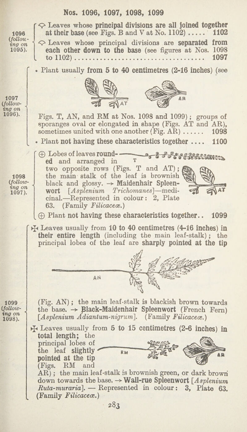 1098 {folioiL - inç on 1095). ” Leaves whose principal divisions are all joined together at their base (see Figs. B and V at No. 1102). 1102 ■< V O Leaves whose principal divisions are separated from each other down to the base (see figures at Nos. 1098 to 1102) ... 1097 r 1097 {.follow¬ ing on 1096). • Plant usually from 5 to 40 centimetres (2-16 inches) (see Figs. T, AN, and RM at Nos. 1098 and 1099) ; groups of sporanges oval or elongated in shape (Figs. AT and AR), sometimes united with one another (Fig. AR)_ 1098 • Plant not having these characteristics together .... 1100 1098 (follow¬ ing on 1097). f 0 Lobes of leaves round- ed and arranged in T two opposite rows (Figs. T and AT) ; the main stalk of the leaf is brownish < black and glossy. -> Maidenhair Spleen- wort [Asplénium Trichornanes]—medi¬ cinal.—Represented in colour : 2, Plate 63. (Family F’ilicaceæ.) © Plant not having these characteristics together.. 1099 ' ^ Leaves usually from 10 to 40 centimetres (4-16 inches) in their entire length (including the main leaf-stalk) ; the principal lobes of the leaf are sharply pointed at the tip 1099 (follow¬ ing on  1098). (Fig. AN) ; the main leaf-stalk is blackish brown towards the base. -> Black-Maidenhair Spleenwort (French Fern) [Asplénium Adiantum-nigrum]. (Family Filicaceæ.) Leaves usually from 5 to 15 centimetres (2-6 inches) in total length; the principal lobes of the leaf slightly pointed at the tip (Figs. RM and AR) ; the main leaf-stalk is brownish green, or dark brown down towards the base. Wail-rue Spleenwort [Asplénium Ruta-muraria\. — Represented in colour : 3, Plat© 63. (Family Filicaceæ.)