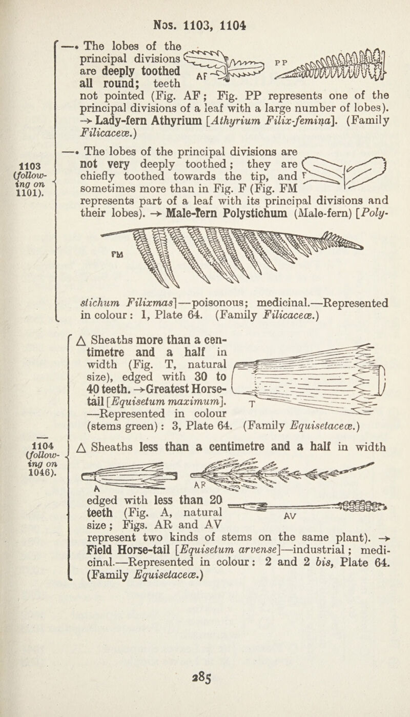 1103 (follow¬ ing on  1101), 1104 (follow¬ ing on 1046). Nos. 1103, 1104 * The lobes of the principal divisions are deeply toothed ail round; teeth not pointed (Fig. AF ; Fig. PP represents one of the principal divisions of a leaf with a large number of lobes). Lady-fern Athyrium [Athyrium Filix-femhia]. (Family Filicacece.) * The lobes of the principal divisions are not very deeply toothed ; they are chiefly toothed towards the tip, and sometimes more than in Fig. F (Fig. FM represents part of a leaf with its principal divisions and their lobes). Male-Tern Polystichum (Male-fern) [Poly- slichum Filixmas]—poisonous; medicinal.—Represented in colour : 1, Plate 64. (Family Filicacece.) A Sheaths more than a cen¬ timetre and a half in width (Fig. T, natural size), edged with 30 to 40 teeth. -^Greatest Horse¬ tail [Equisetum maximum]. —Represented in colour (stems green) : 3, Plate 64. (Family Equisetacece.) A Sheaths less than a centimetre and a half in width edged with less than 20 teeth (Fig. A, natural size ; Figs. AR and AV represent two kinds of stems on the same plant). —> Field Horse-tail [.Equisetum arvense]—industrial ; medi¬ cinal.—Represented in colour : 2 and 2 bis, Plate 64. (Family Equisetacece.) 385