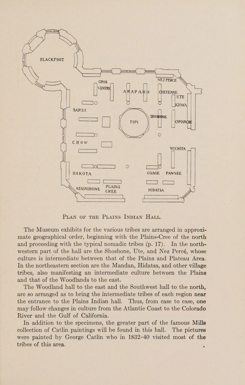 BLACKFOOT Plan of the Plains Indian Hall. The Museum exhibits for the various tribes are arranged in approxi¬ mate geographical order, beginning with the Plains-Cree of the north and proceeding with the typical nomadic tribes (p. 17). In the north¬ western part of the hall are the Shoshone, Ute, and Nez Perc6, whose culture is intermediate between that of the Plains and Plateau Area. In the northeastern section are the Mandan, Hidatsa, and other village tribes, also manifesting an intermediate culture between the Plains and that of the Woodlands to the east. The Woodland hall to the east and the Southwest hall to the north, are so arranged as to bring the intermediate tribes of each region near the entrance to the Plains Indian hall. Thus, from case to case, one may follow changes in culture from the Atlantic Coast to the Colorado River and the Gulf of California. In addition to the specimens, the greater part of the famous Mills collection of Catlin paintings will be found in this hall. The pictures were painted by George Catlin who in 1832-40 visited most of the tribes of this area.