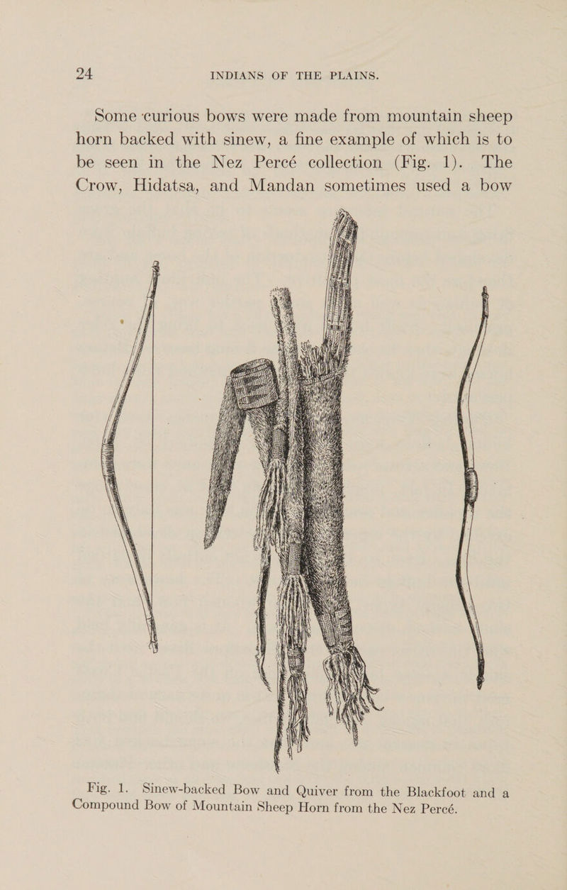 Some curious bows were made from mountain sheep horn backed with sinew, a fine example of which is to be seen in the Nez Perce collection (Fig. 1). The Crow, Hidatsa, and Mandan sometimes used a bow log. 1. Sinew-backed Bow and Quiver from the Blackfoot and a Compound Bow of Mountain Sheep Horn from the Nez Perce.