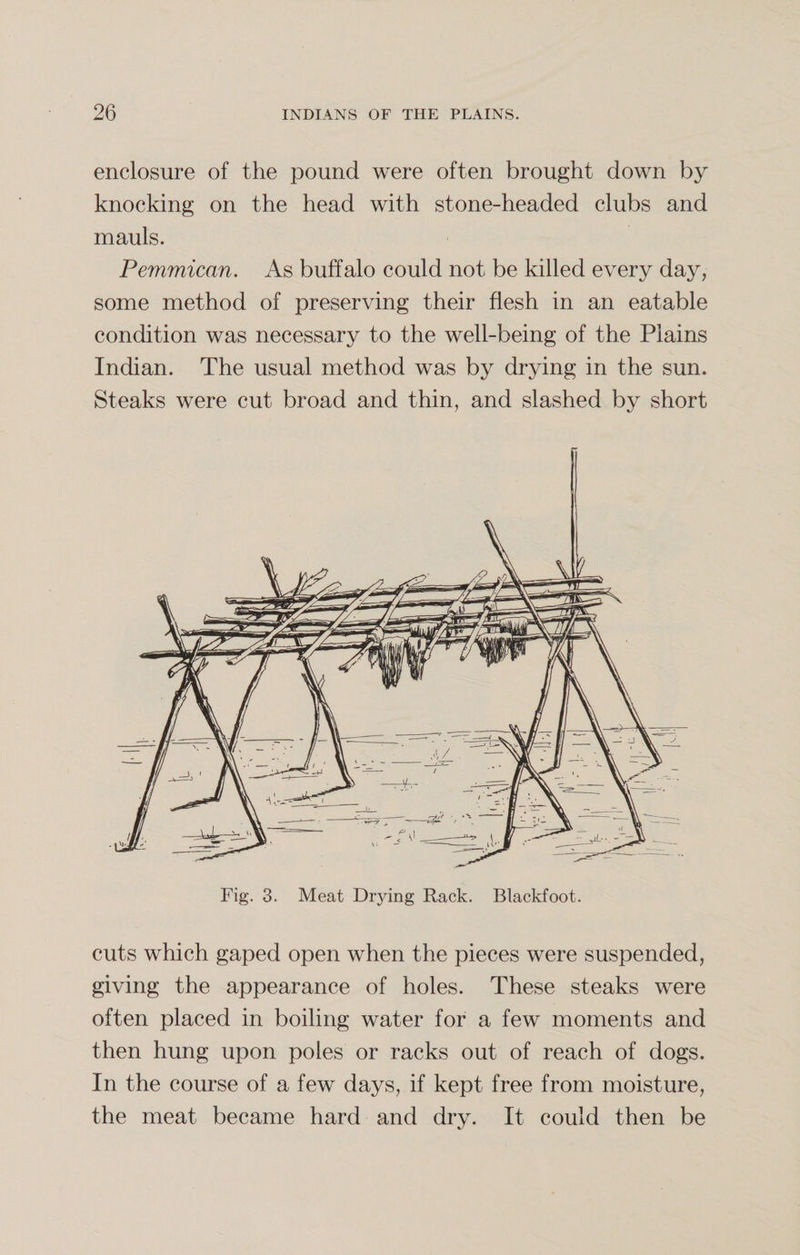 enclosure of the pound were often brought down by knocking on the head with stone-headed clubs and mauls. Pemmican. As buffalo could not be killed every day, some method of preserving their flesh in an eatable condition was necessary to the well-being of the Plains Indian. The usual method was by drying in the sun. Steaks were cut broad and thin, and slashed by short Fig. 3. Meat Drying Rack. Blackfoot. cuts which gaped open when the pieces were suspended, giving the appearance of holes. These steaks were often placed in boiling water for a few moments and then hung upon poles or racks out of reach of dogs. In the course of a few days, if kept free from moisture, the meat became hard and dry. It could then be