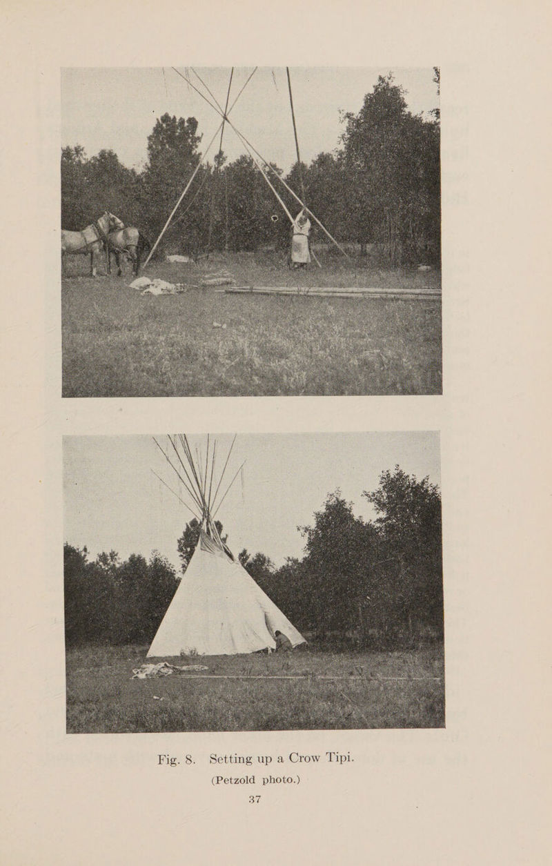 Fig. 8. Setting up a Crow Tipi. (Petzold photo.)