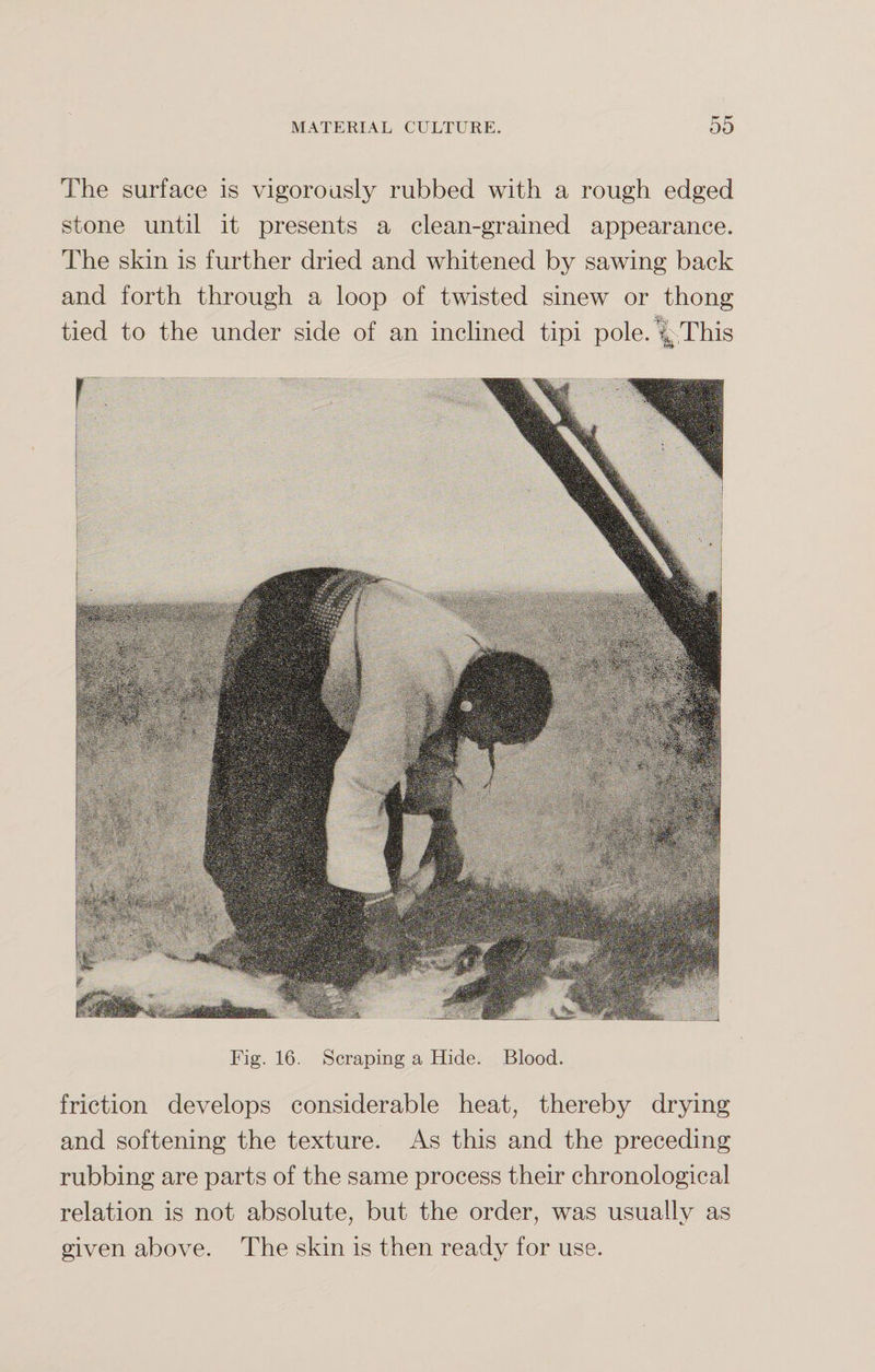 The surface is vigorously rubbed with a rough edged stone until it presents a clean-grained appearance. The skin is further dried and whitened by sawing back and forth through a loop of twisted sinew or thong tied to the under side of an inclined tipi pole. %-This Fig. 16. Scraping a Hide. Blood. friction develops considerable heat, thereby drying and softening the texture. As this and the preceding rubbing are parts of the same process their chronological relation is not absolute, but the order, was usually as given above. The skin is then ready for use.