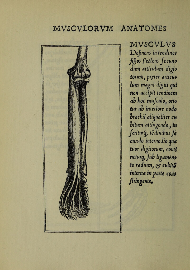 MVSCVLVS Uefwens in tendines fijjos fle dens Je eunt dum articulum digte torum j prp ter articu* hm magni digiti qui non accipit tendinem ah hoc mujculoj orte tur ab interiore nodo brachii aliqualiter as hilum attingendo; in feritur'q? tedinibus fe eundo internodio qua tuor digitontm> conti tieturq± fub ligamen9 to radium} cubiiS interna in parte cotht fungente*