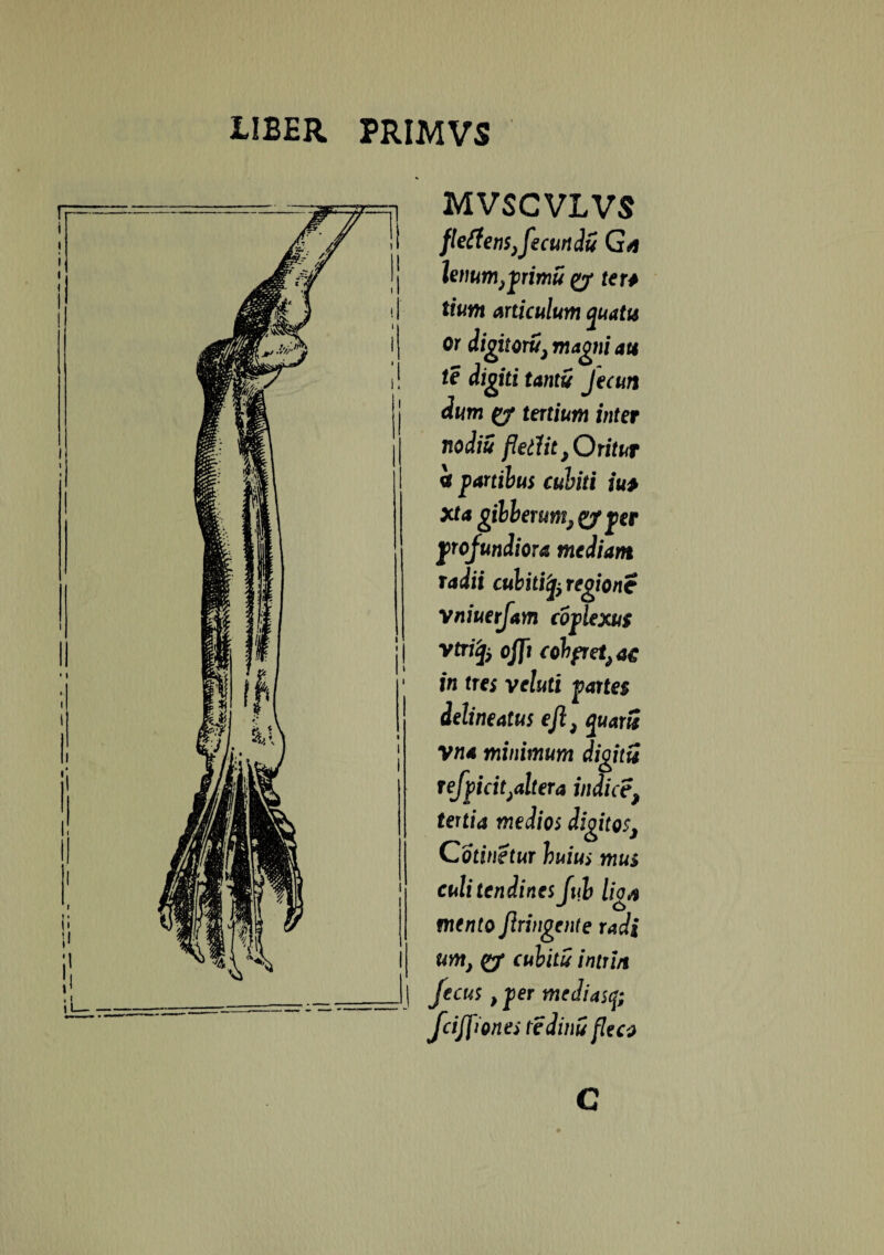MVSCVLVS fletfen$}fecundu hmmfprimu ey fer# tium articulum quatis or digitorti}magni au te digiti tanti Jecun dum (y tertium inter no diu fletlit }Oritut i partibus cubiti iu> xta gibberm^^/per profundiora mediam radii cubiti^ regione Vniuerfam coplexug vtrz^ oJJi cohfretj ac in tres veluti partes delineatus efli quarti vna minimum digiti refpicit}altera indice\ tertia medios digitos} Cotinetur huius mus culi tendines Jub lig# mento Jlringente radi um} <y cubitu intrin fecus, per mediasq; fcijjionei tediiii fleco c