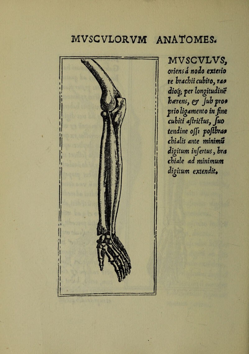 MVSCVLVS, oriens d noio exterio re Irachii cubito, ra* diofy fer longitudine h arens, Jubpof pio ligamento in fine cuhiti af ritius, fuo tendine offt foftbra* dialis ante minimu digitum infertus, Ira diale ad minimum digitum extendit♦