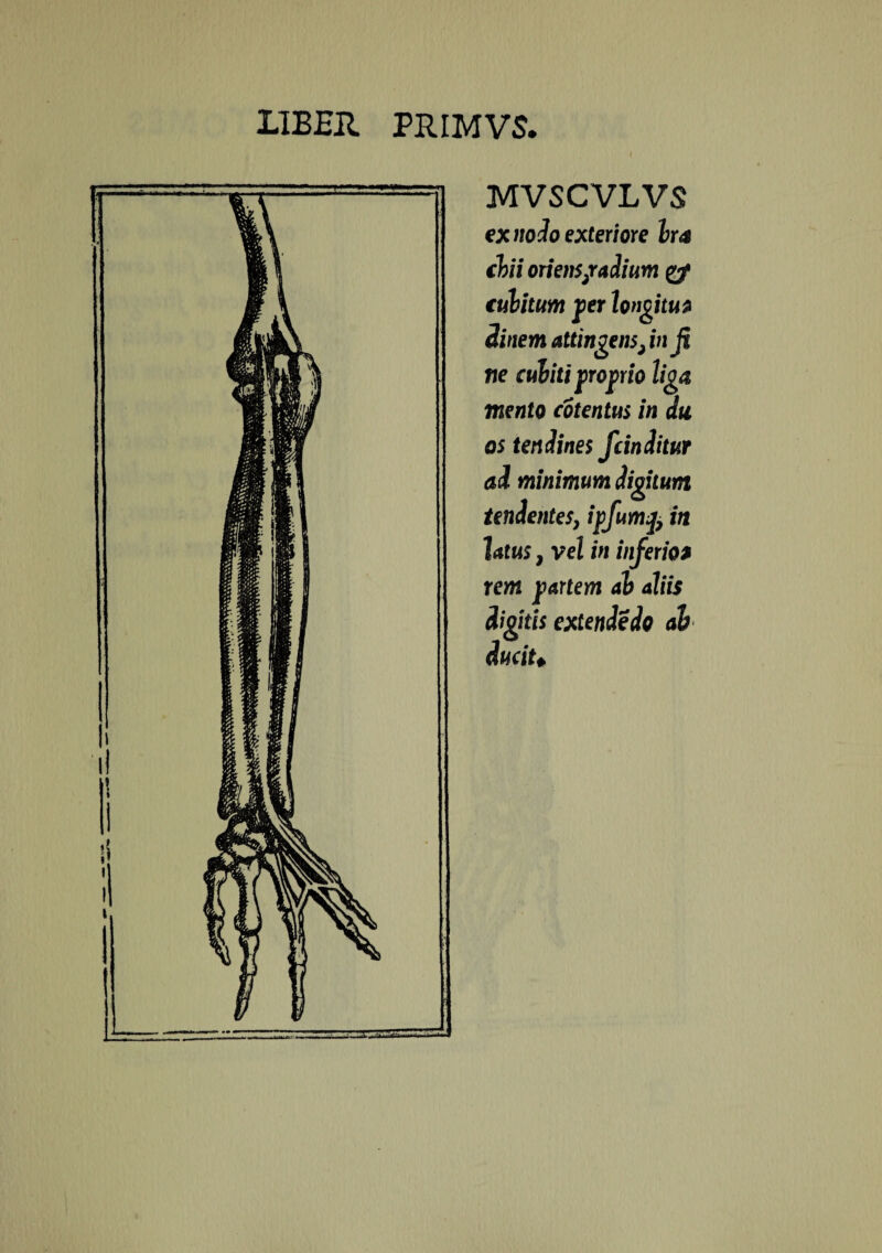 MVSCVLVS ex no do exteriore bra chii oriens/adium cubitum fer longitu? Sinem attingens > in fi ne cubiti proprio liga mento cotentus in du os tendines fcinditur ai minimum digitum tendentes, ipfuvnq, in latus, vel in inferio? rem partem ab aliis dignis extende do ab ductu