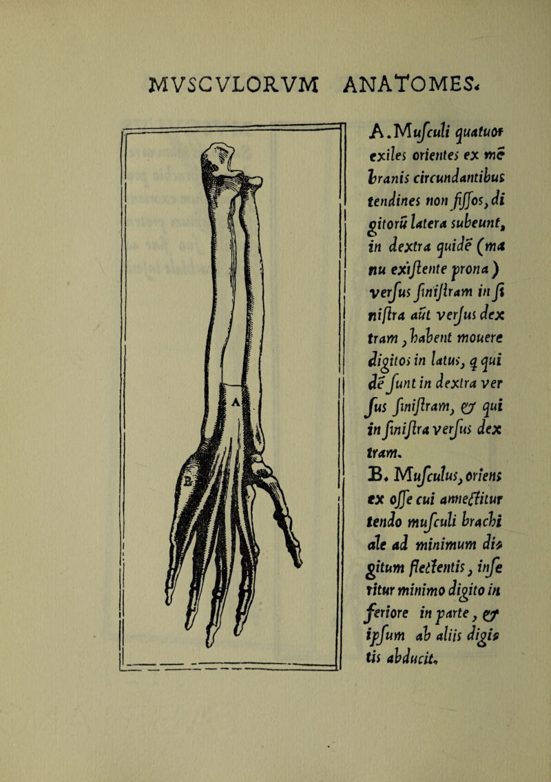 A*Mufculi quatuof exiles orientes ex me Iranis circundantibus tendines tton fijfos,di gitorii latera subeuntM in dextra quide (ma nu extftente prona) verfus fwijlram in Ji ni [Ira aut verfus dex tram, habent mouere digitos in latus, q qui de Juntin dextra ver Jus fwijlram, & qui in fwijlra verfus dex iram. B* Mufculus, oriens tx offe cui ameffitut tendo mufculi brachi ale ad minimum dfo gitum fletfentis, infe ritur minimo digito in feriore in parte y ipfum ab aliis digh tis abducit»